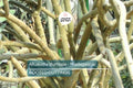 Alluaudia dumosa - Madagascar | Rooted Cutting 8"-12" | Rare Succulent