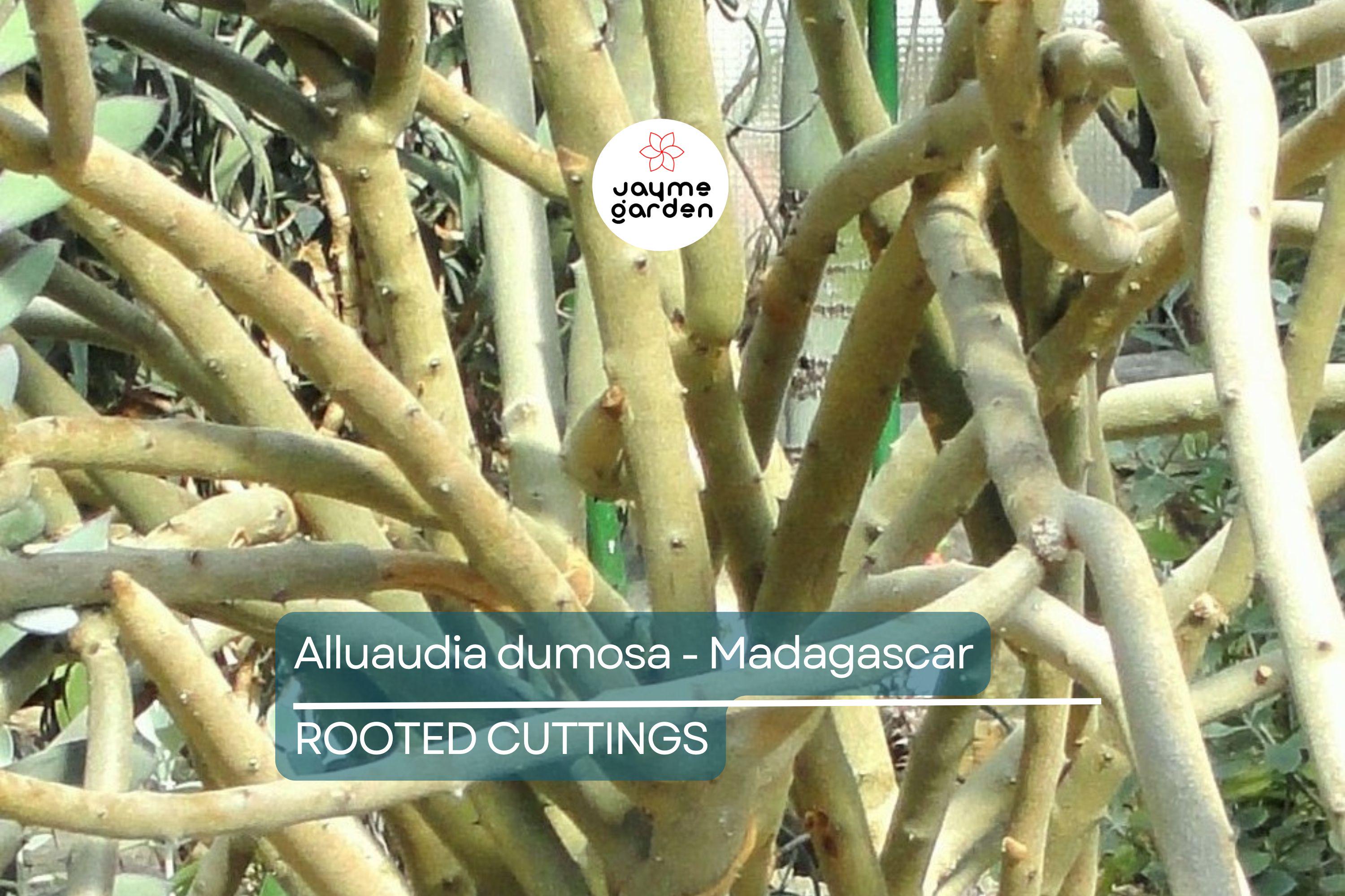 Alluaudia dumosa - Madagascar | Rooted Cutting 8"-12" | Rare Succulent
