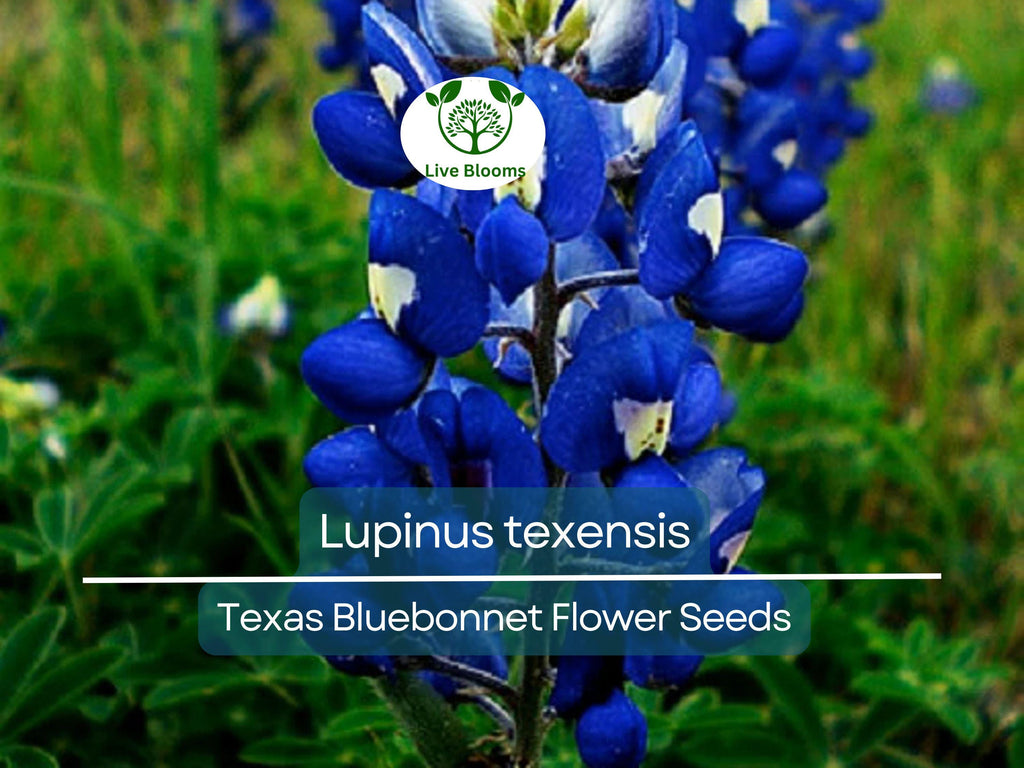 1 Gram Seeds Texas Bluebonnet (Lupinus texensis) for Planting | Iconic Wildflower for Gardens, Meadows, and Pollinator Habitats