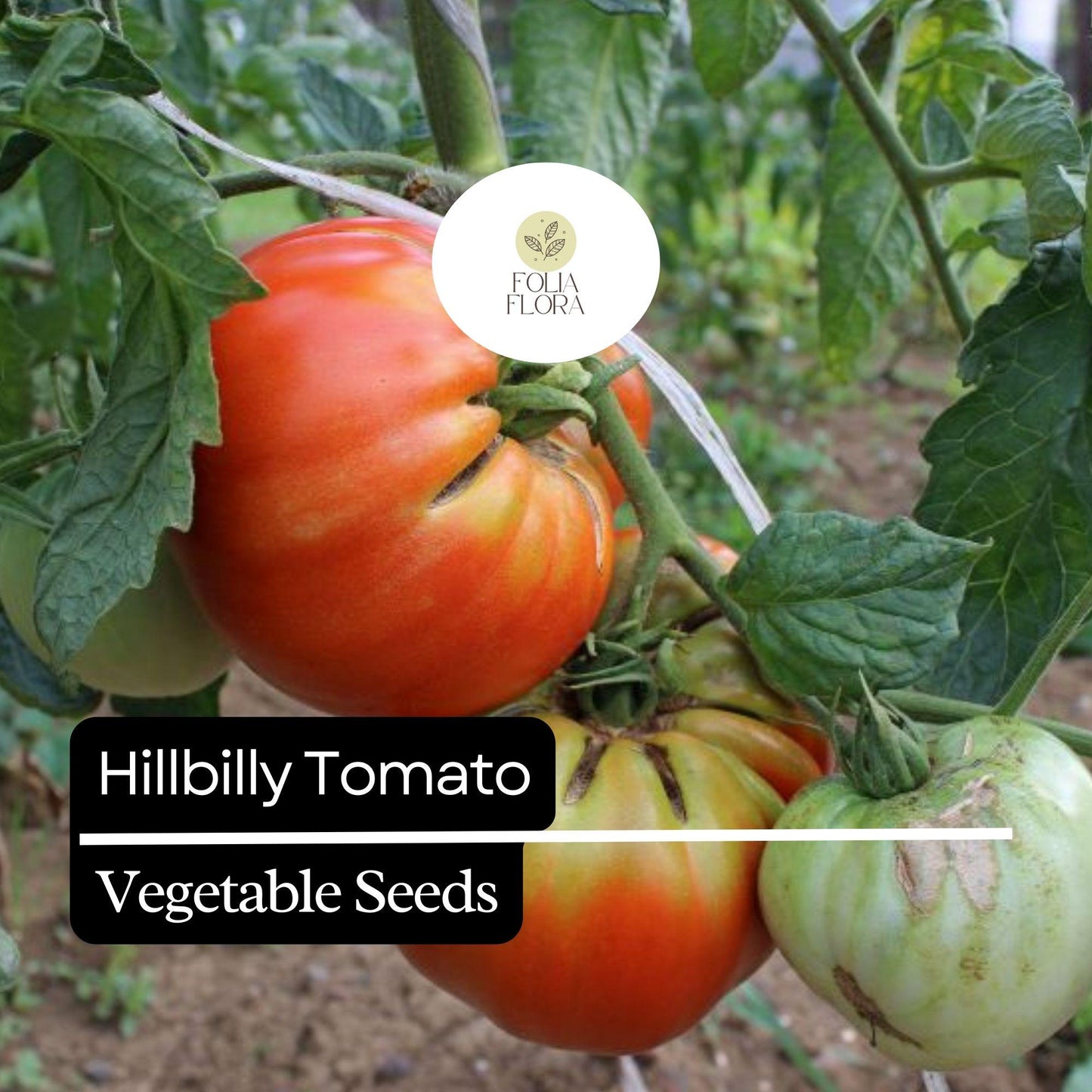 30 Hillbilly Tomato Seeds – Heirloom, Sweet & Juicy Beefsteak, Yellow-Orange with Red Stripes