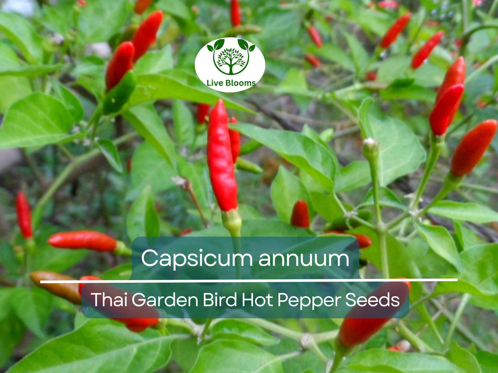 30 Seeds Thai Garden Bird Hot Pepper (Capsicum annuum) – Small, Fiery Thai Chili for Planting, Ideal for Stir-Fries, Sauces & Salsas