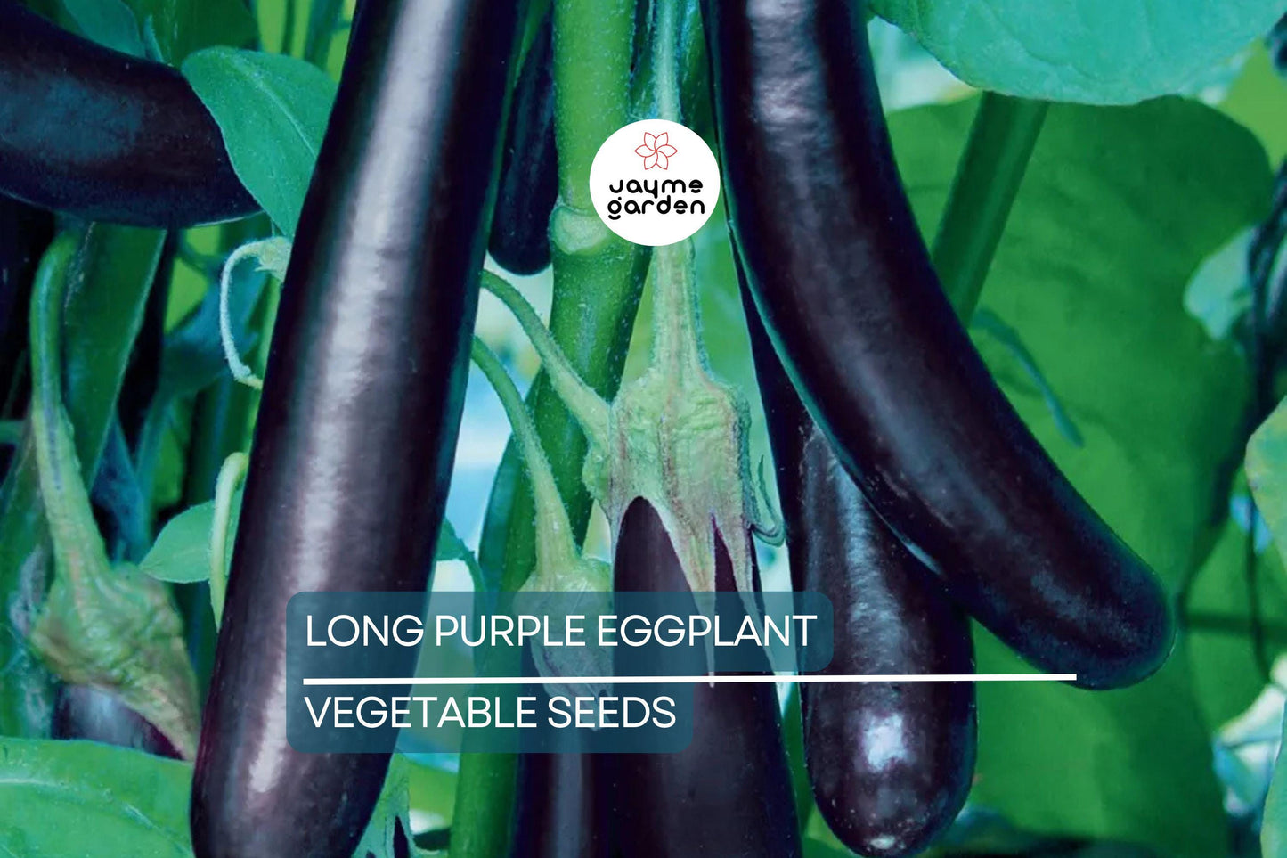 50 Long Purple Eggplant Seeds - Heirloom, NON-GMO, High Yield, USA Seller