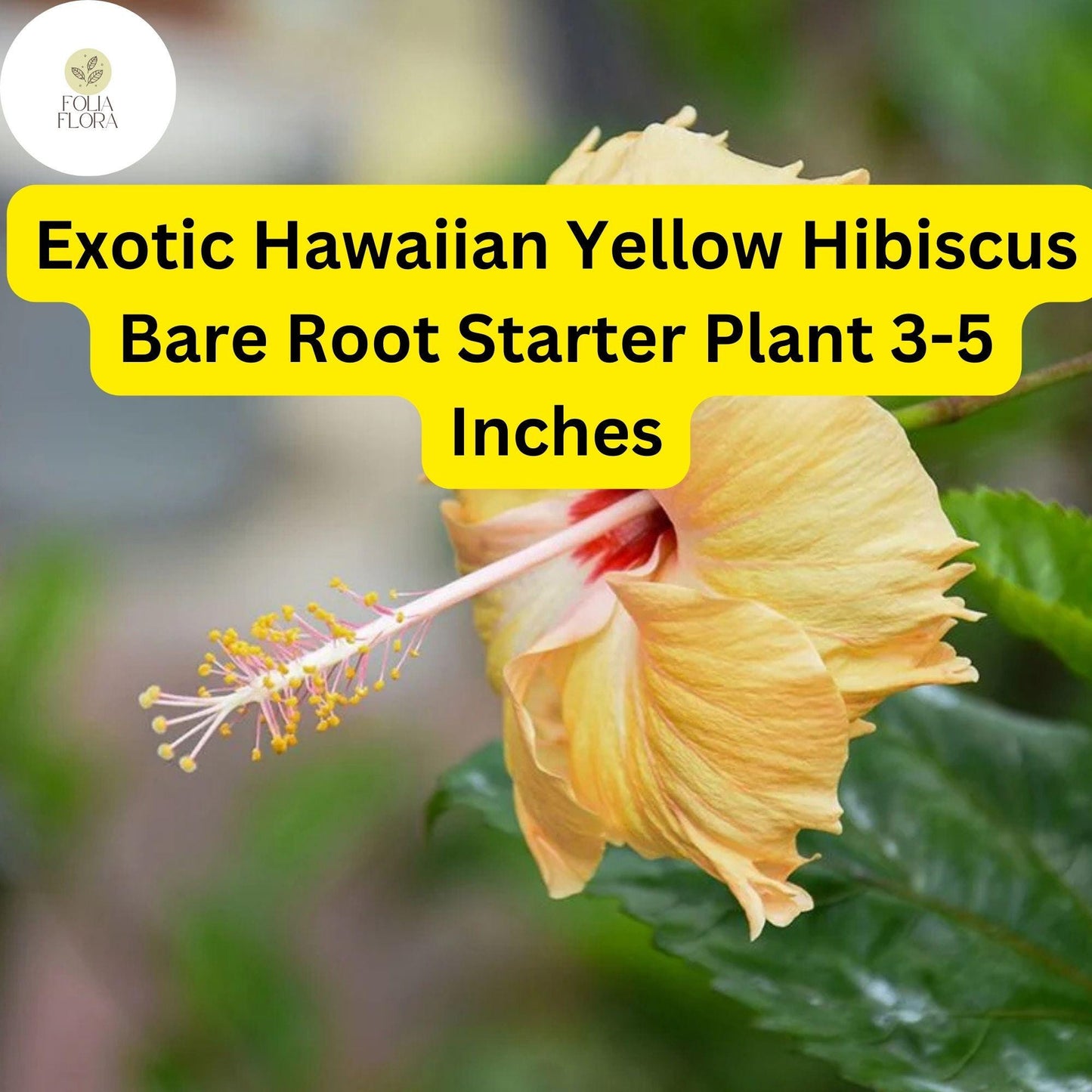 1 Hibiscus rosa-sinensis 'Hawaiian Yellow' - Exotic Yellow Hibiscus Bare Root Live Starter Plant 3-5 Inches