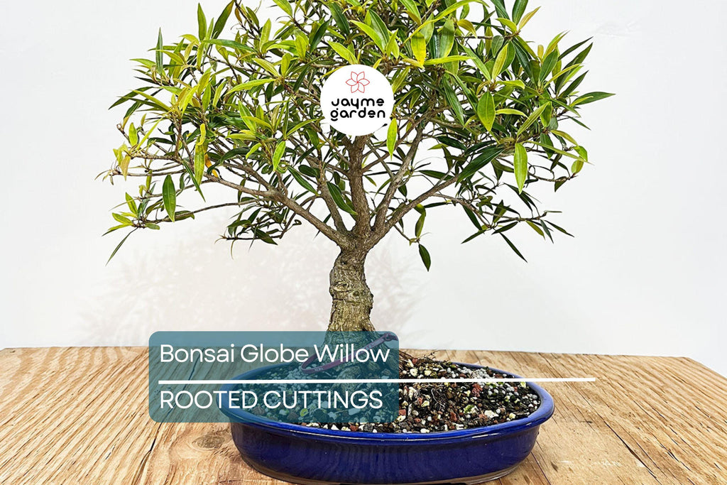 Bonsai Globe Willow Tree | Large Thick Trunk Cutting | Fast Growing | Bare Root | Unique Round Shape | Hardy Zones 3-10 | Easy to Grow