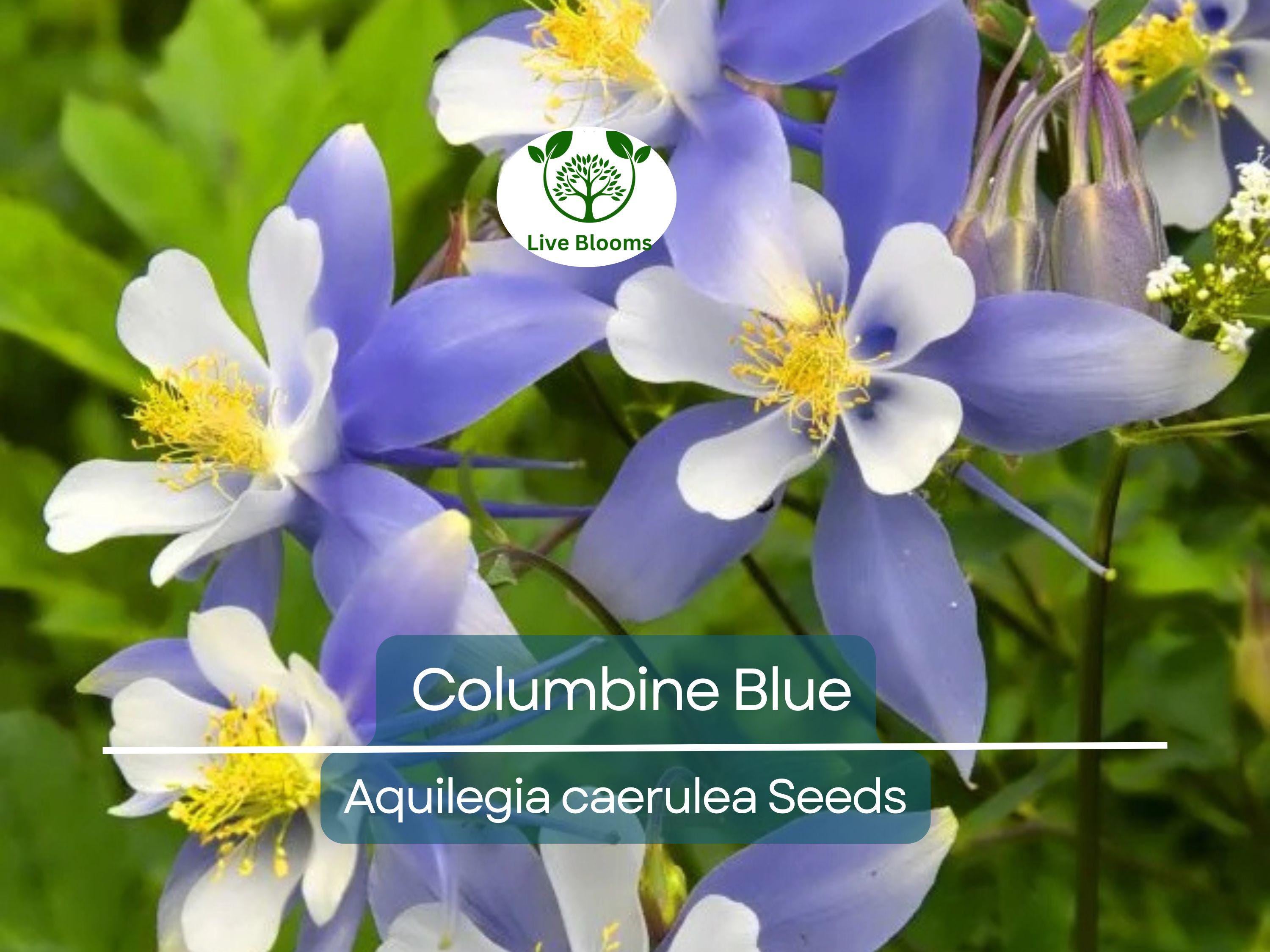 500 Seeds Columbine Blue, Perennial, Native Spring Blooms, Non-GMO, Aquilegia caerulea, Fall Planting, Pollinator-Friendly, Garden Flowers
