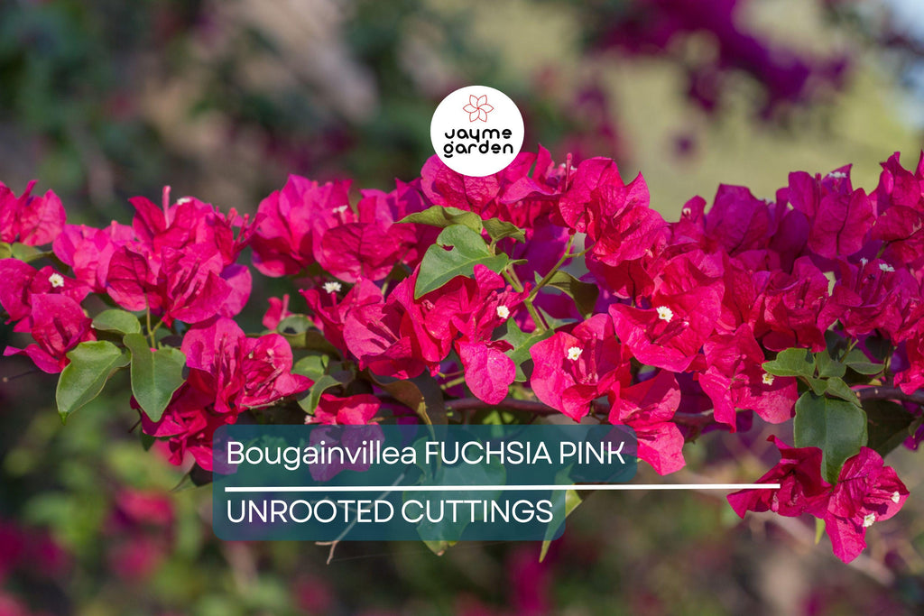 Bougainvillea Fuchsia Pink – 7 Live 6" Unrooted Cuttings, Vibrant Flowering Vine for Garden