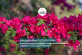 Bougainvillea Fuchsia Pink – 7 Live 6" Unrooted Cuttings, Vibrant Flowering Vine for Garden