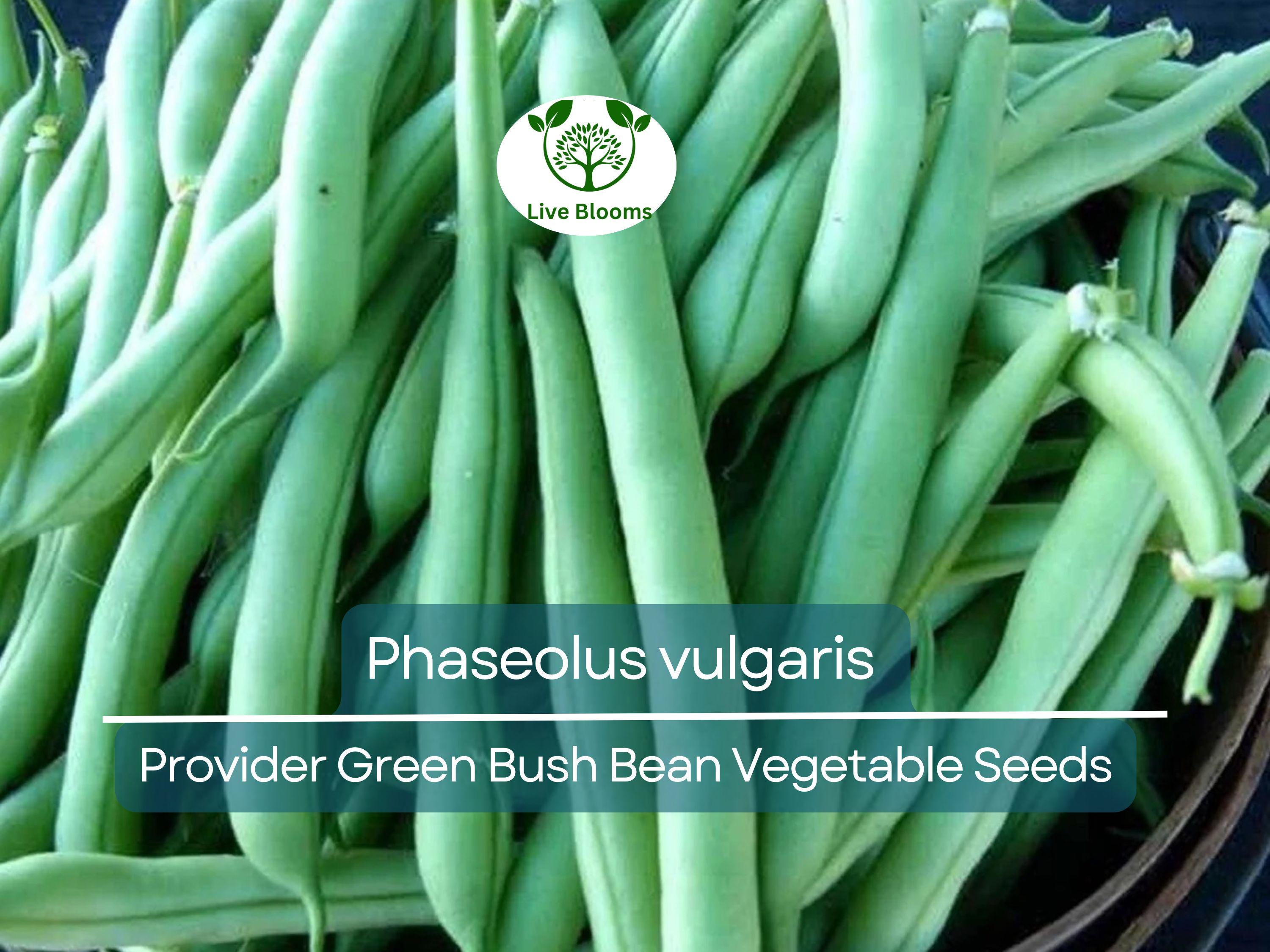 20 Seeds Provider Green Bush Bean - Phaseolus vulgaris | Heirloom Bean for Planting, Home Gardening & Fresh Vegetable Harvest
