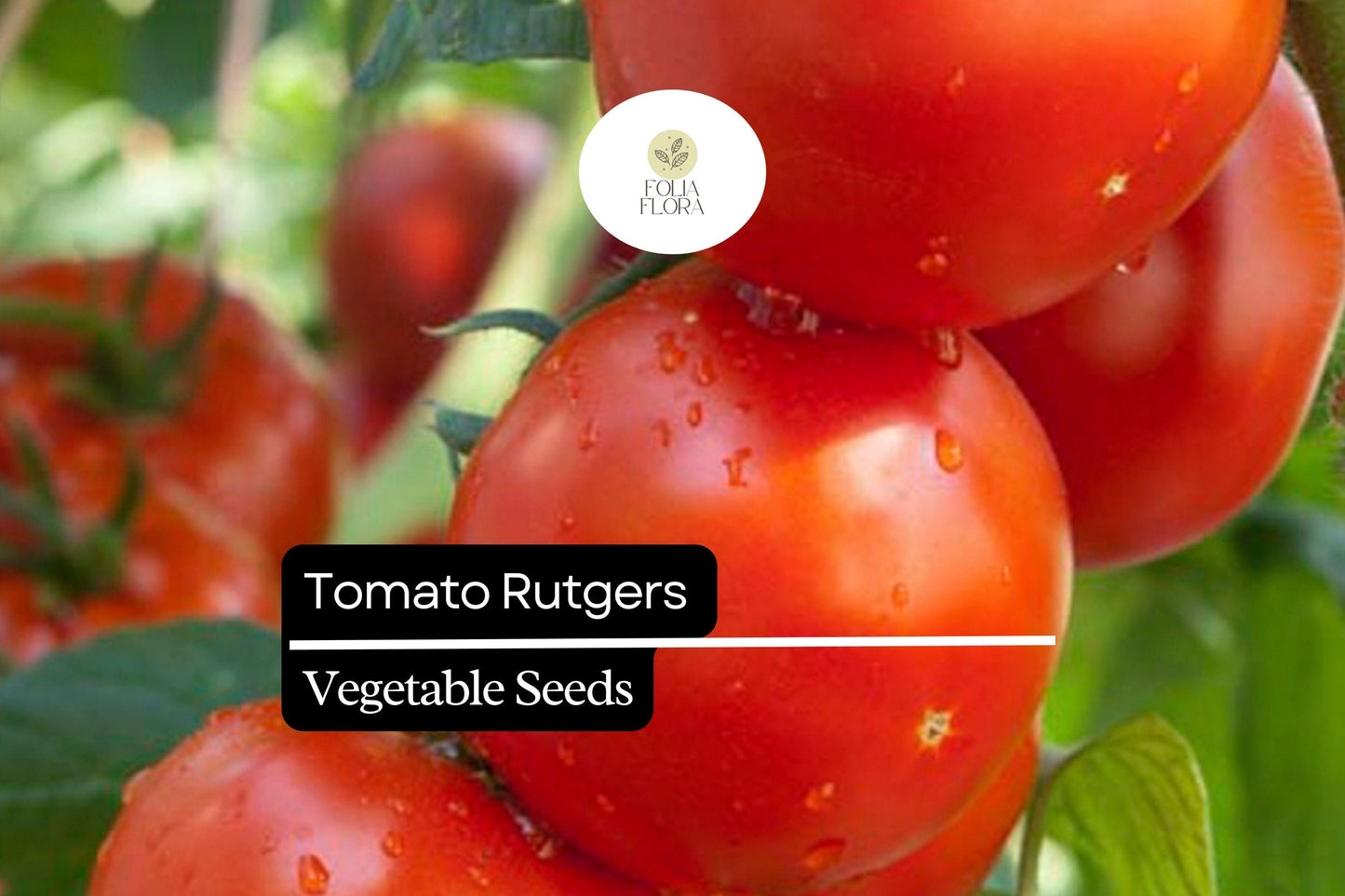 100mg Tomato Rutgers Seeds Solanum lycopersicum | Heirloom Variety, Non-GMO, Ideal for Canning & Fresh Use
