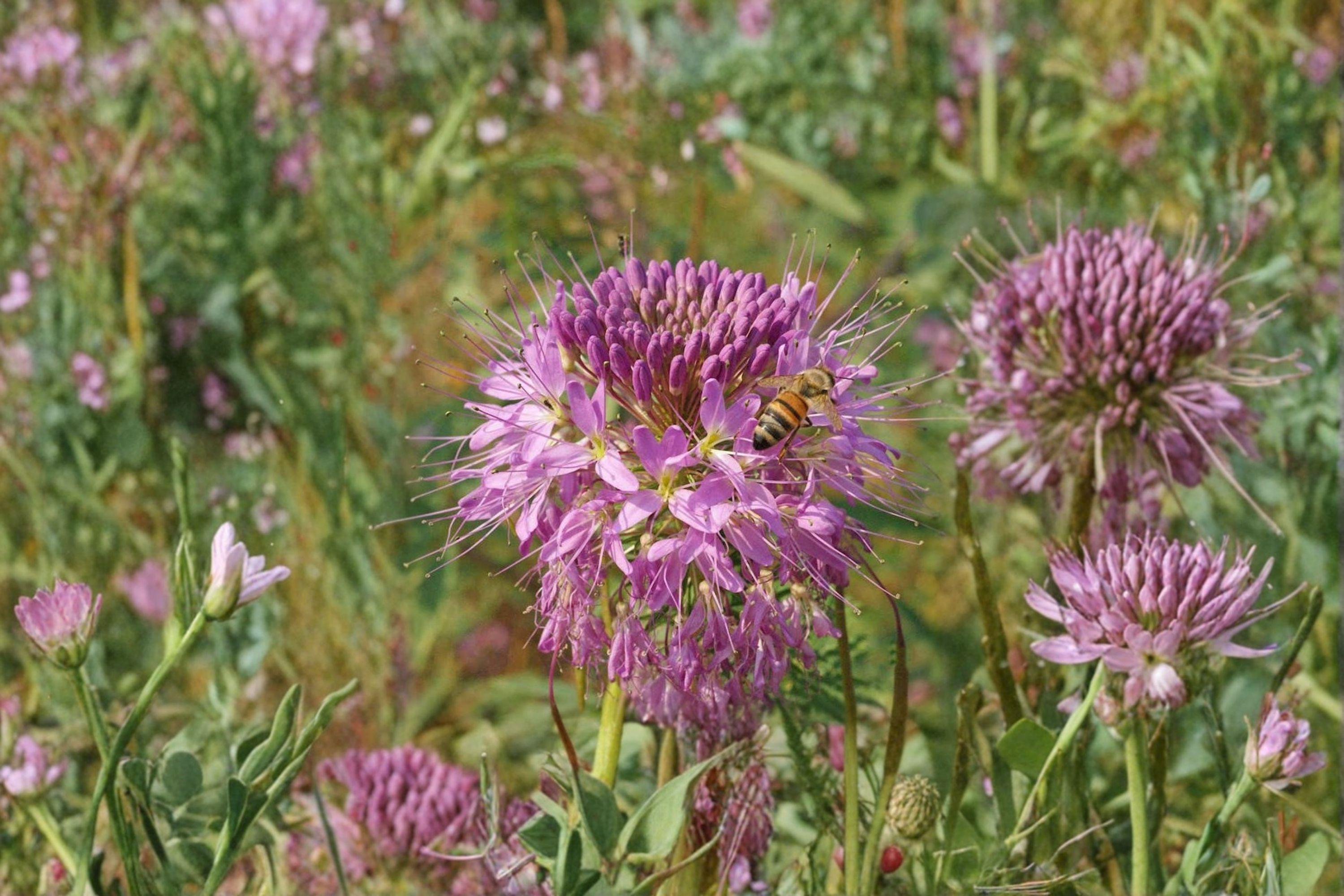 Rocky Mountain Bee Plant – Cleome serrulata, Native Annual Wildflower | Pollinator Powerhouse (75 Seeds)