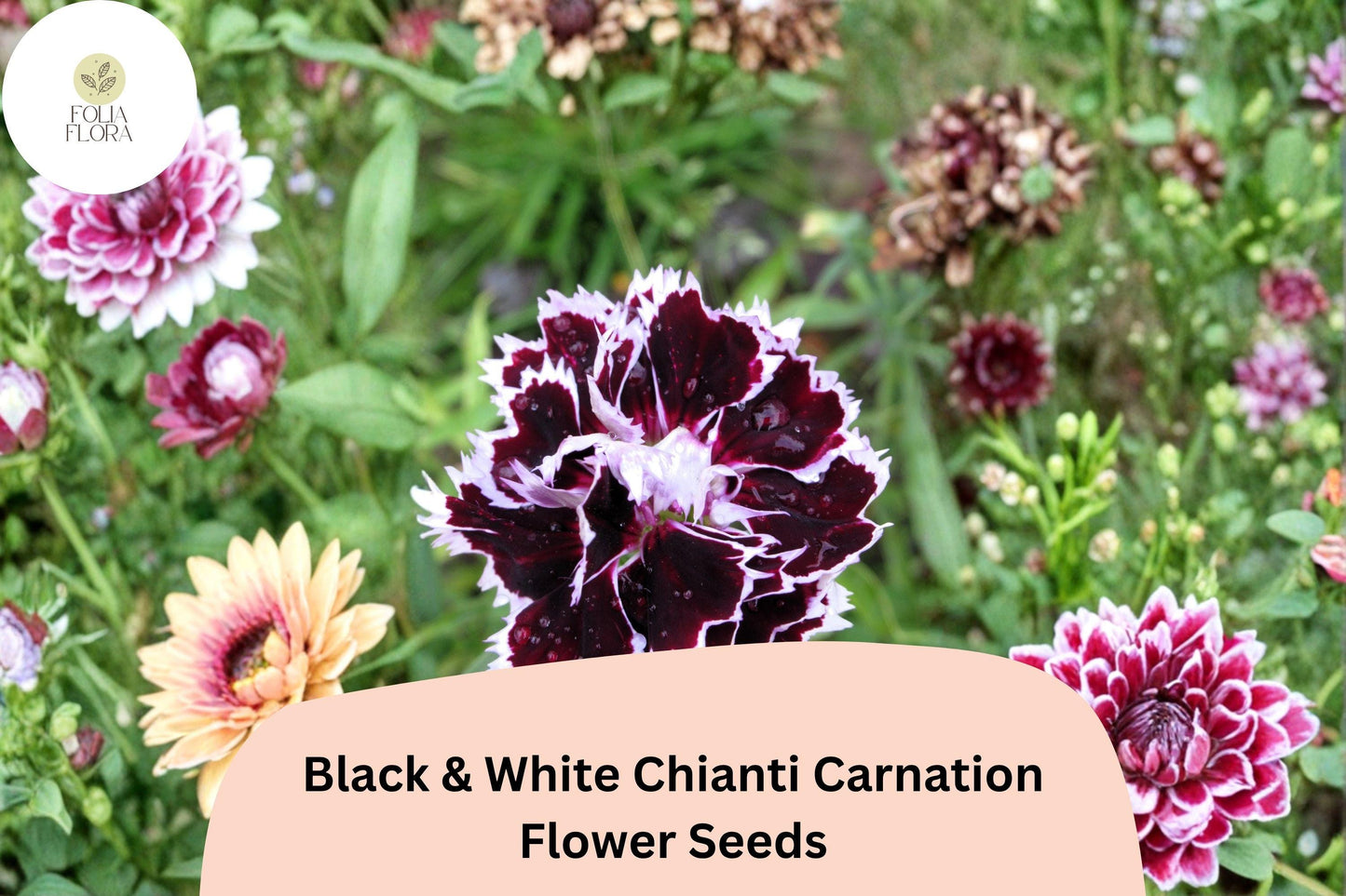 200+ Black & White Chianti Carnation Seeds | Dianthus caryophyllus | Striking Bicolor Blooms for Garden and Borders