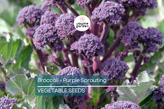 1,500 Purple Sprouting Broccoli Seeds – Non-GMO Heirloom, USA Seller, Cold Hardy