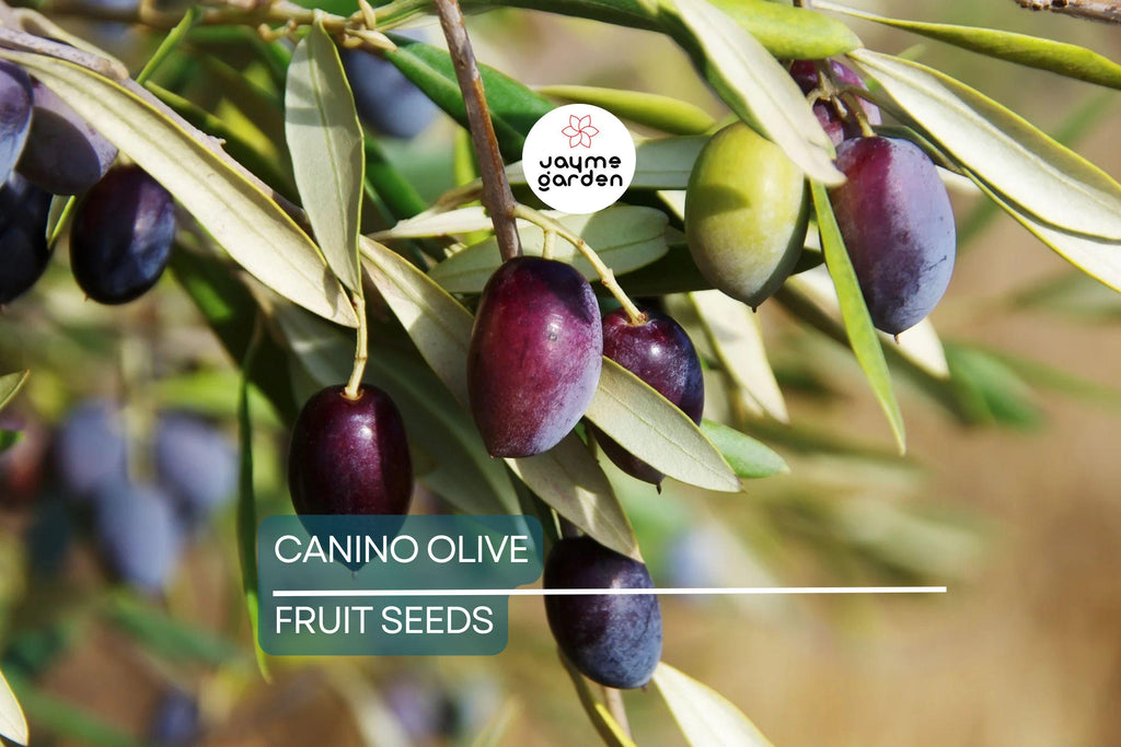 10 Canino Olive Tree Seeds (Olea europaea) – Mediterranean Edible Fruit, Heirloom Variety