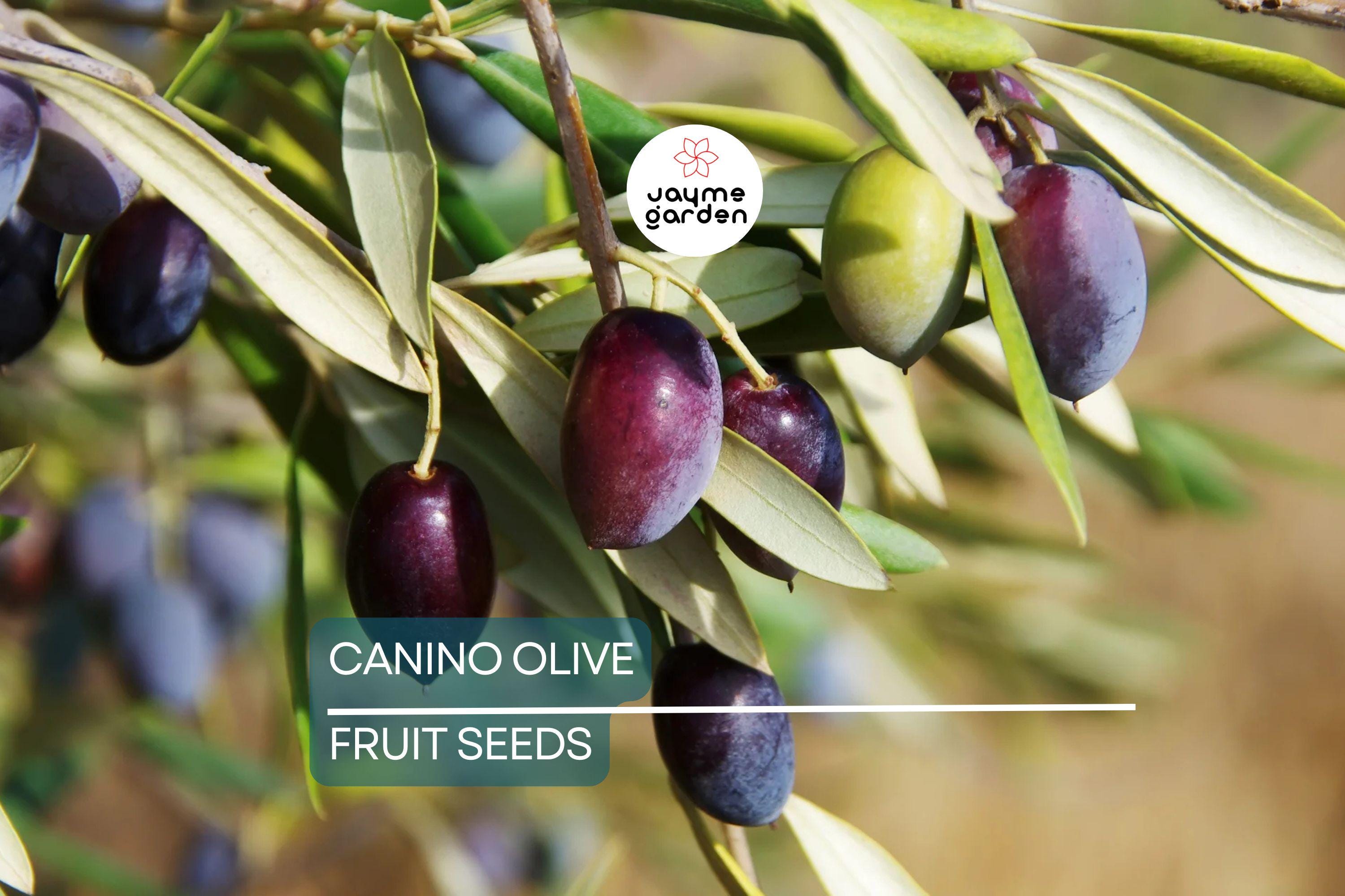 10 Canino Olive Tree Seeds (Olea europaea) – Mediterranean Edible Fruit, Heirloom Variety