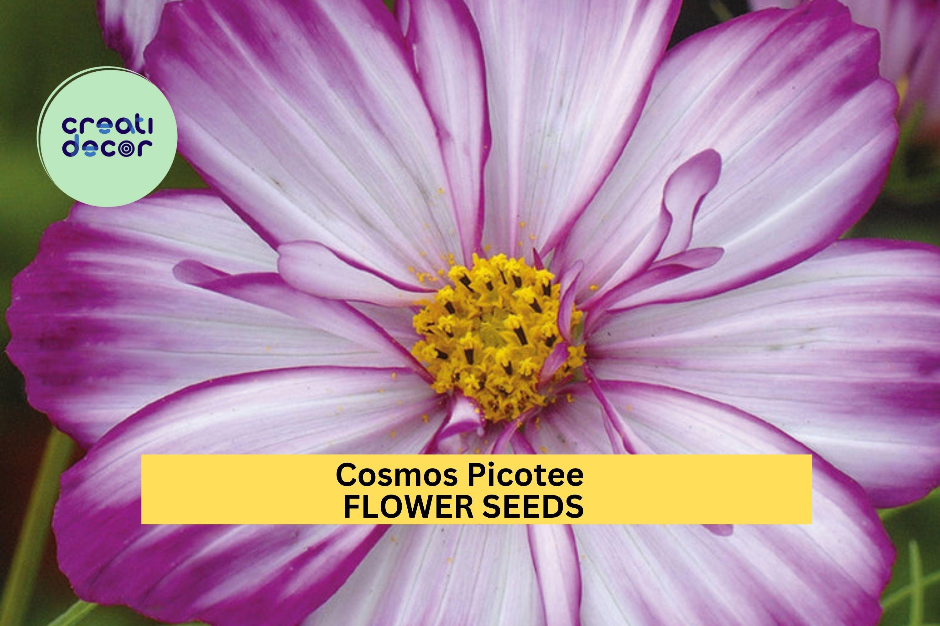 3pcs of 1g Cosmos Picotee Seeds – Bi-Color Edge Blooms for Cottage Gardens, Wildflower Beds, or Cut Flower Borders Seeds for Planting