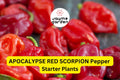 3 Apocalypse Red Scorpion Pepper Starter Plants - Super Hot Chili - Extreme Heat for Spicy Recipes, Gardens & Container Growing