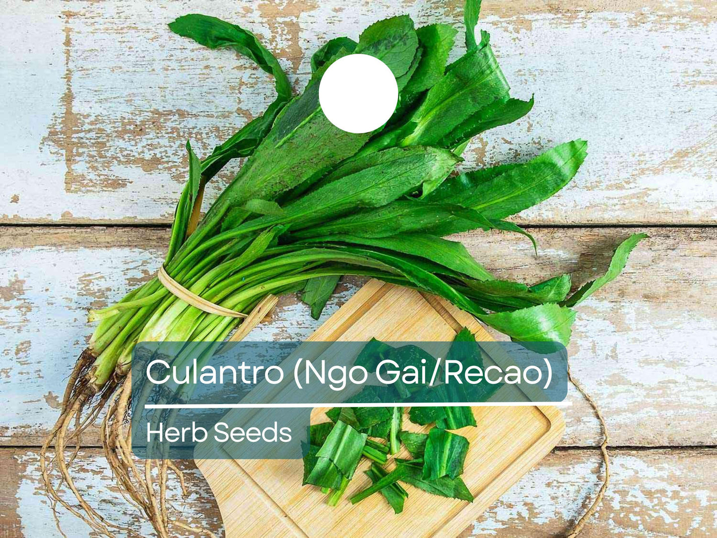 Culantro Ngo Gai Seeds for Planting (100mg) - Vietnamese Recao - Tropical Herb for Soups, Salads, & Culinary Dishes