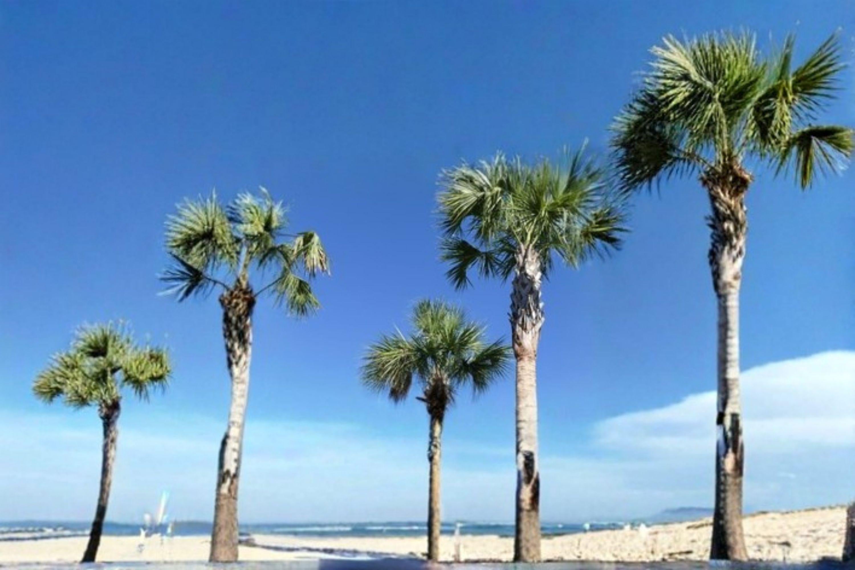 Cabbage Palm Seeds – Sabal Palmetto, Southern Coastal Tree (5 Seeds)