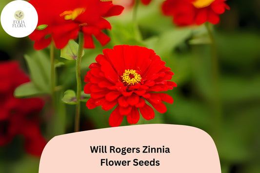 100+ Will Rogers Zinnia Seeds – Bright Scarlet Red Non-GMO Annual Flowers for Garden Planting & Cut Flower Gardens