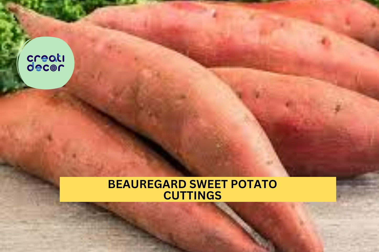 20 Beauregard Sweet Potato Slips | Unrooted Cuttings for Planting | Ipomoea Batatas Starter Plants | Ships Mid-May USA