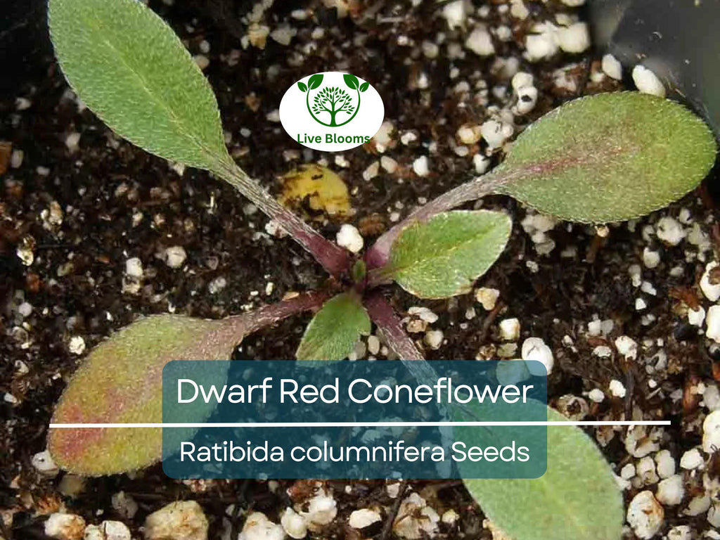 500 Seeds Dwarf Red Coneflower Perennial, Non-GMO, Pollinator-Friendly, Meadow Wildflower, Ratibida columnifera