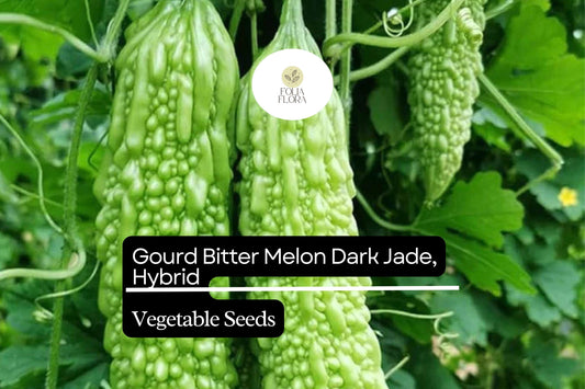 5 Seeds Bitter Melon Dark Jade Hybrid Momordica charantia | Bitter Gourd, High Yield, Heirloom, Non-GMO, Asian Cuisine, Easy to Grow
