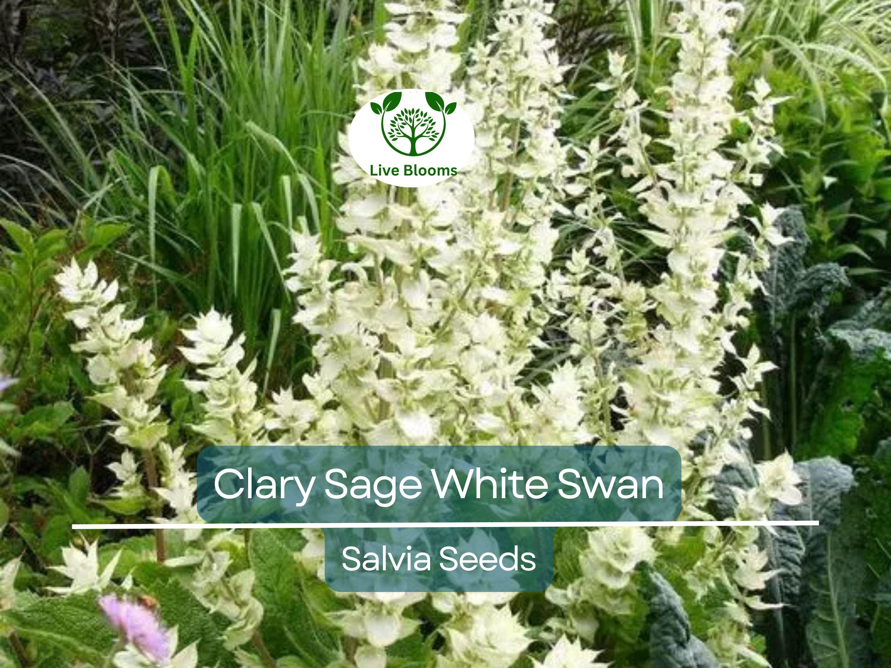 50 Seeds Clary Sage White Swan, Salvia for Birds & Butterflies, Pollinator Friendly, Non-GMO, Herb, Easy to Grow