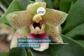 Promenaea riograndensis | Miniature Orchid Species | Live Blooming Seedling in 2” Pot | Tropical Orchid Starter Plant