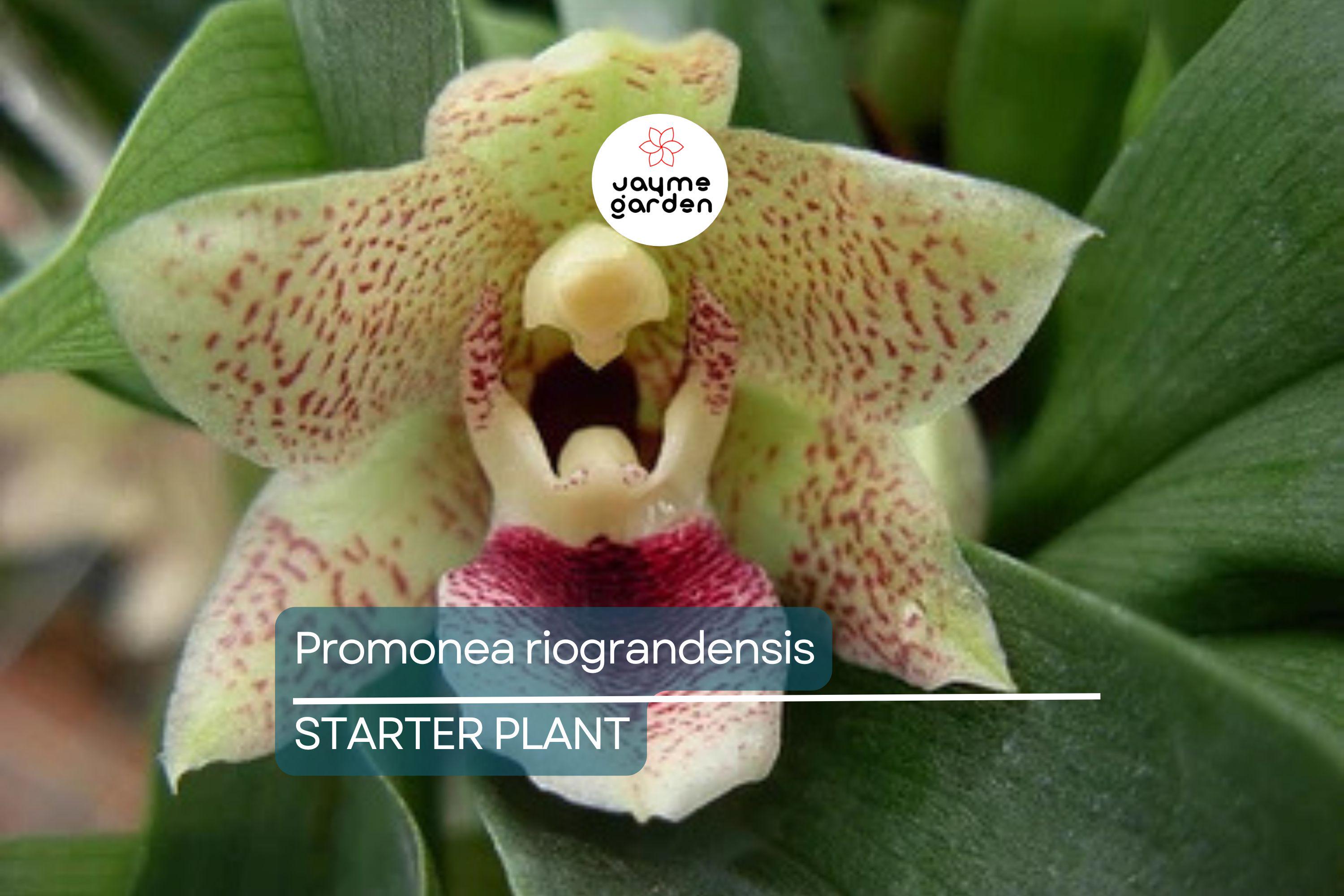 Promenaea riograndensis | Miniature Orchid Species | Live Blooming Seedling in 2” Pot | Tropical Orchid Starter Plant