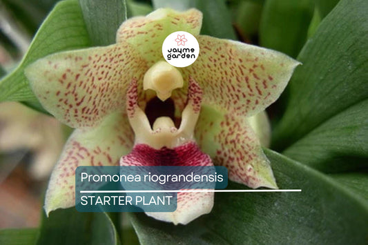Promenaea riograndensis | Miniature Orchid Species | Live Blooming Seedling in 2” Pot | Tropical Orchid Starter Plant
