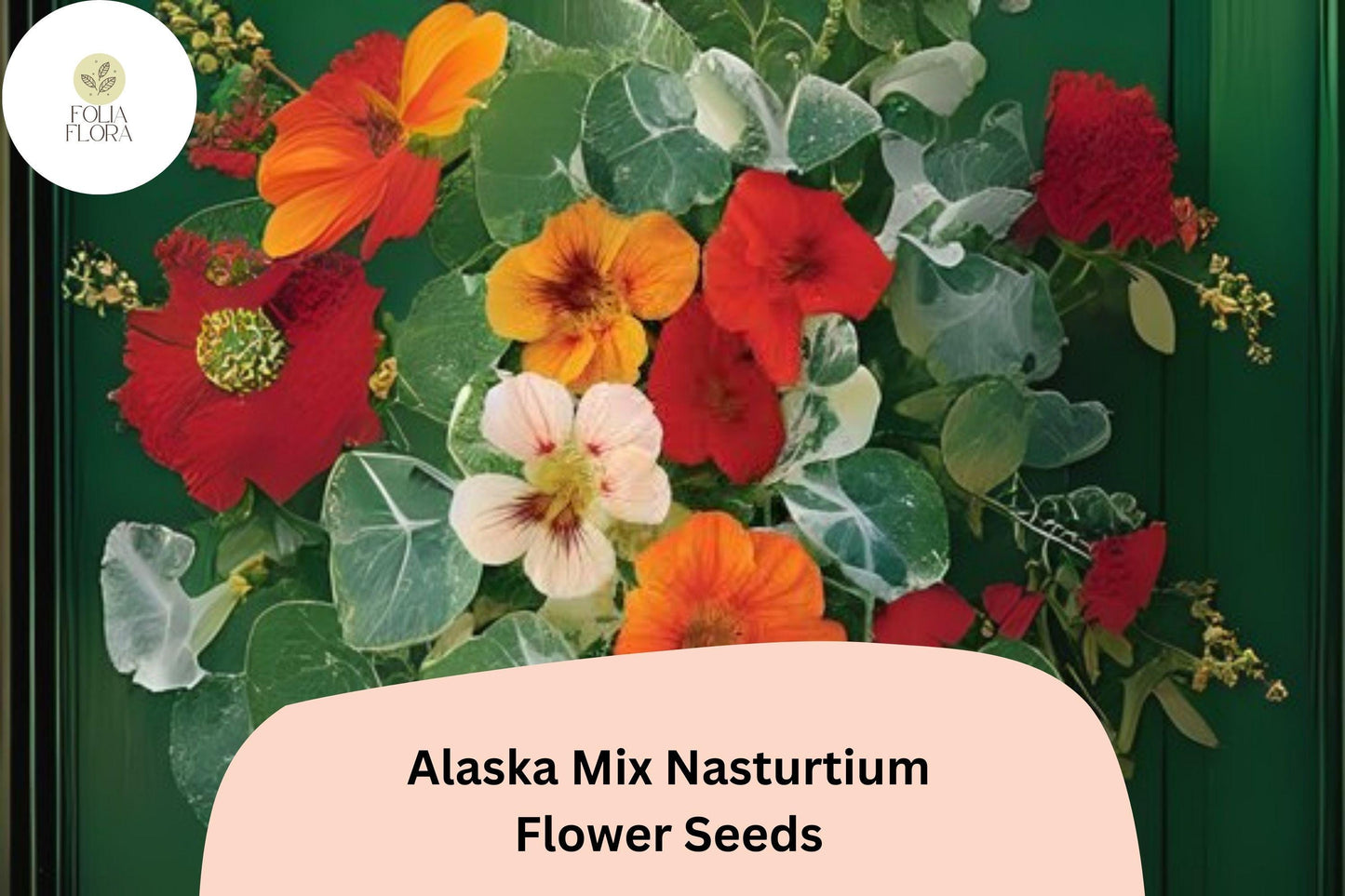 Tropaeolum majus Alaska Mix Nasturtium Seeds – 50+ Vibrant Blooms & Variegated Foliage