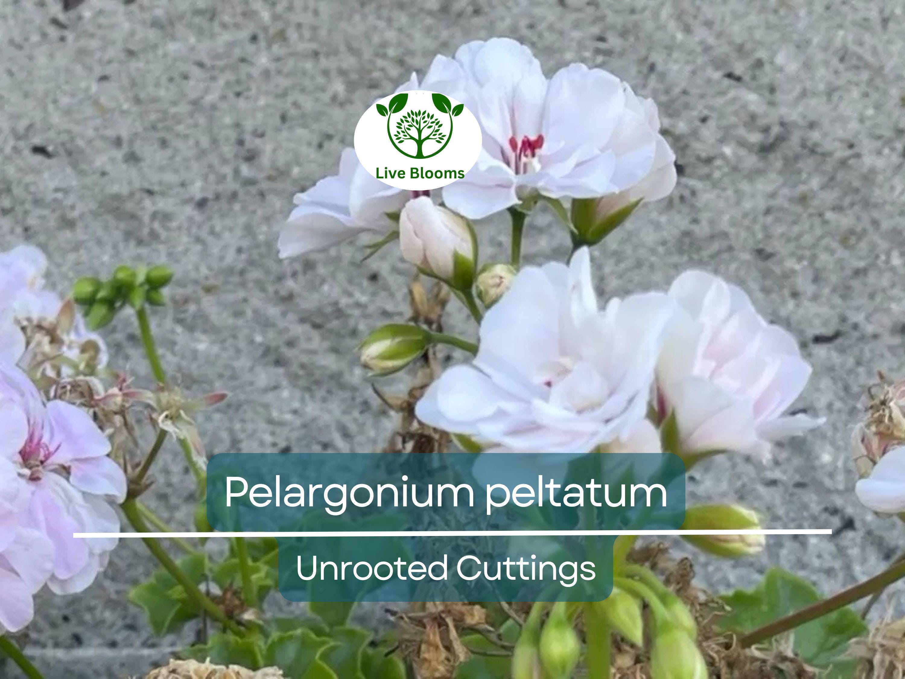 2 White Pink Pelargonium Peltatum Trailing Ivy Geranium Live Plant 6" Unrooted Cuttings, Geranium peltatum, Indoor/Outdoor Hanging Basket