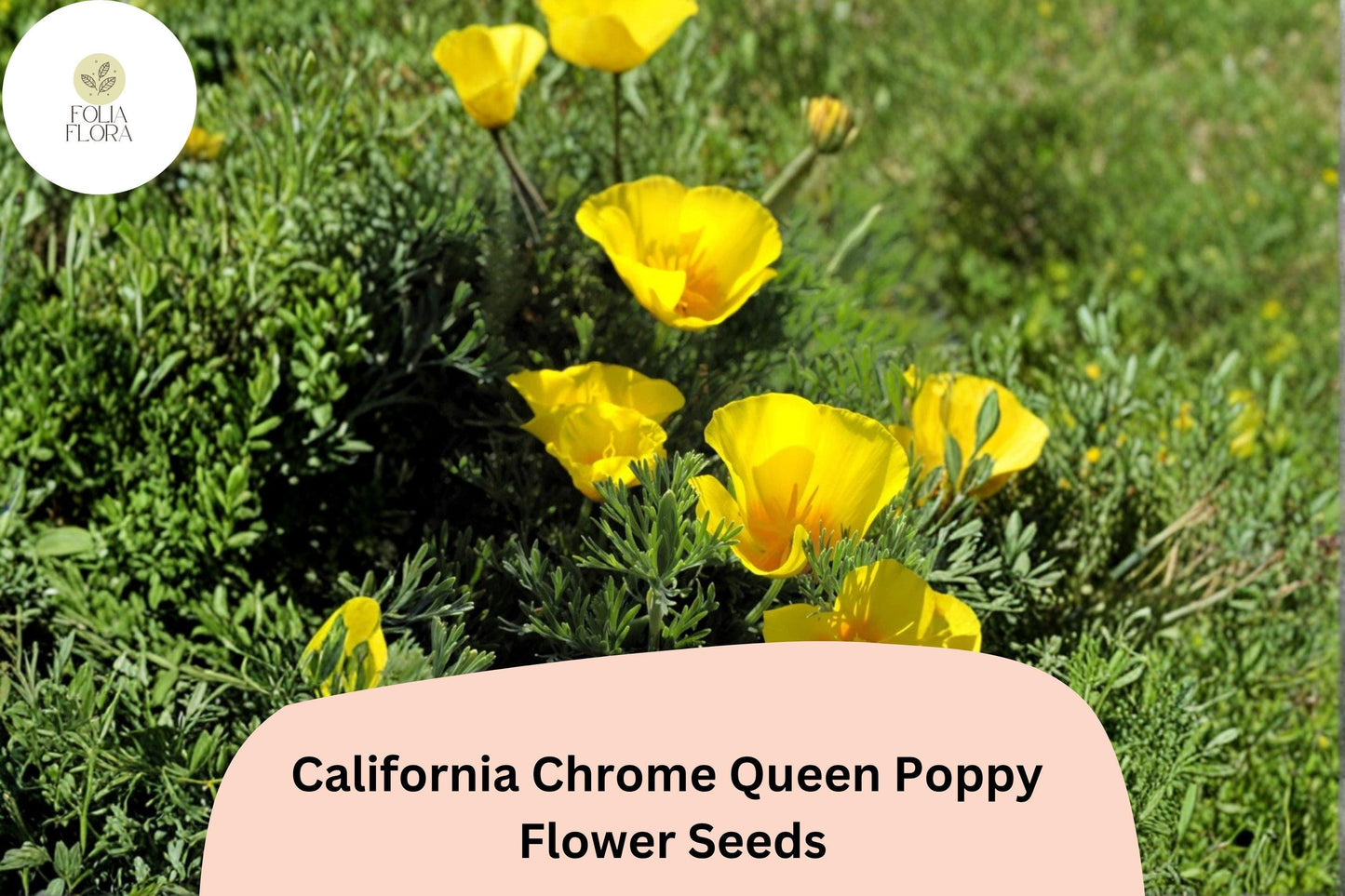 200+ California Chrome Queen Poppy Seeds | Eschscholzia californica | Bright Yellow Blooms | Easy Wildflower Seeds