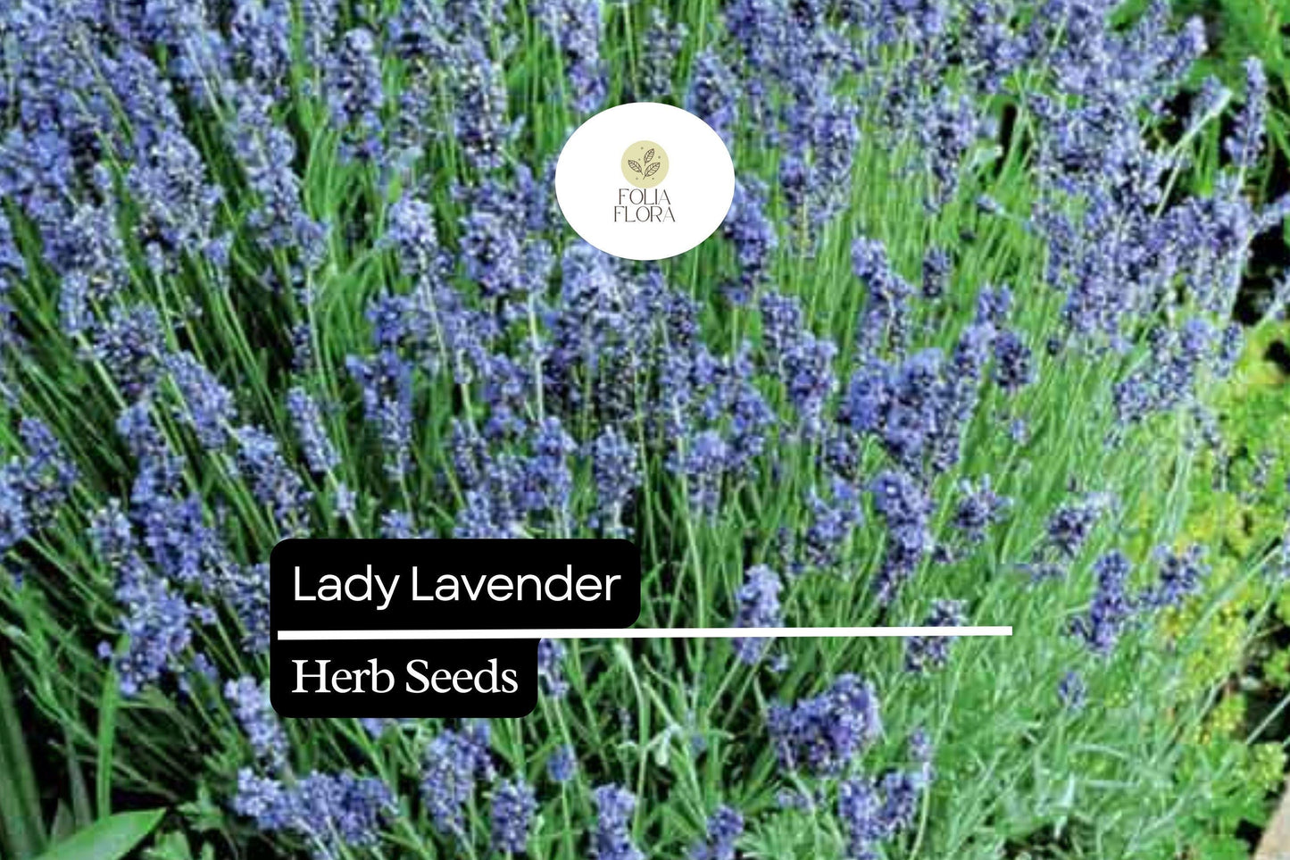 25 Seeds Lady Lavender, Lavandula angustifolia, Fragrant Perennial Herb for Gardens & Aromatherapy