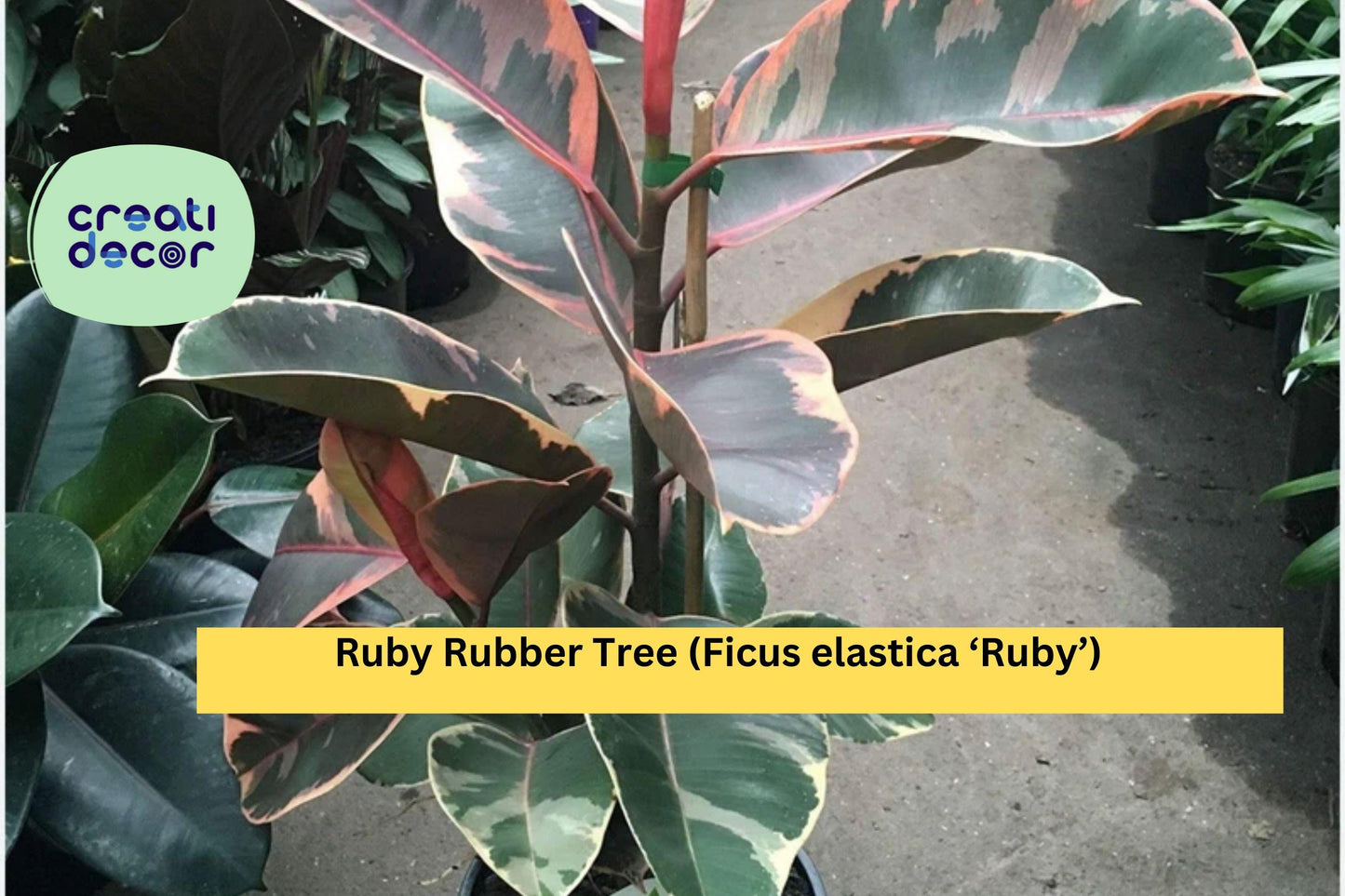 Ruby Rubber Tree – Ficus elastica ‘Ruby’ Small Rooted Starter Plant, Variegated Houseplant with Pink, Cream, and Green Foliage