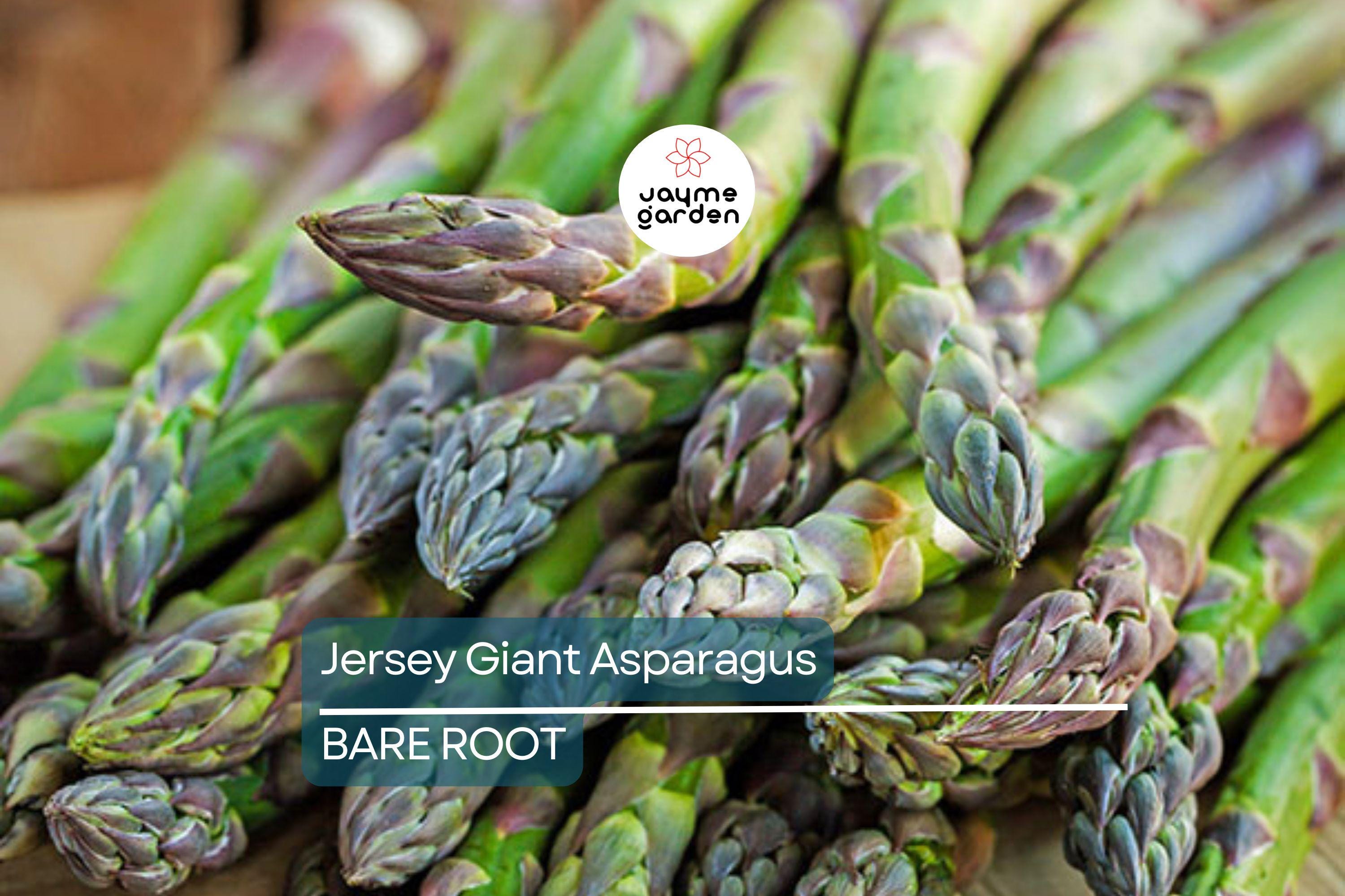 10 Jersey Giant Asparagus Live Bare Root Crowns | 2-Year Plants for High Yield | Cold Hardy & Disease Resistant | Easy to Grow