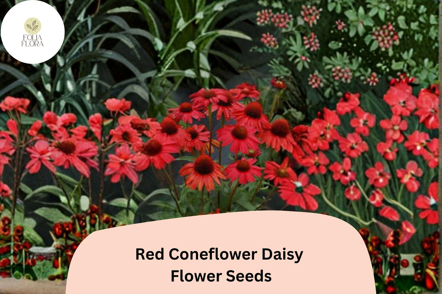 200+ Red Coneflower Daisy Seeds | Echinacea purpurea | Vibrant Red Blooms | Pollinator-Friendly Garden Flower