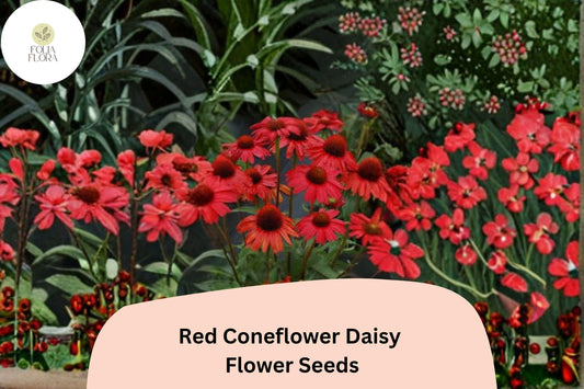 200+ Red Coneflower Daisy Seeds | Echinacea purpurea | Vibrant Red Blooms | Pollinator-Friendly Garden Flower