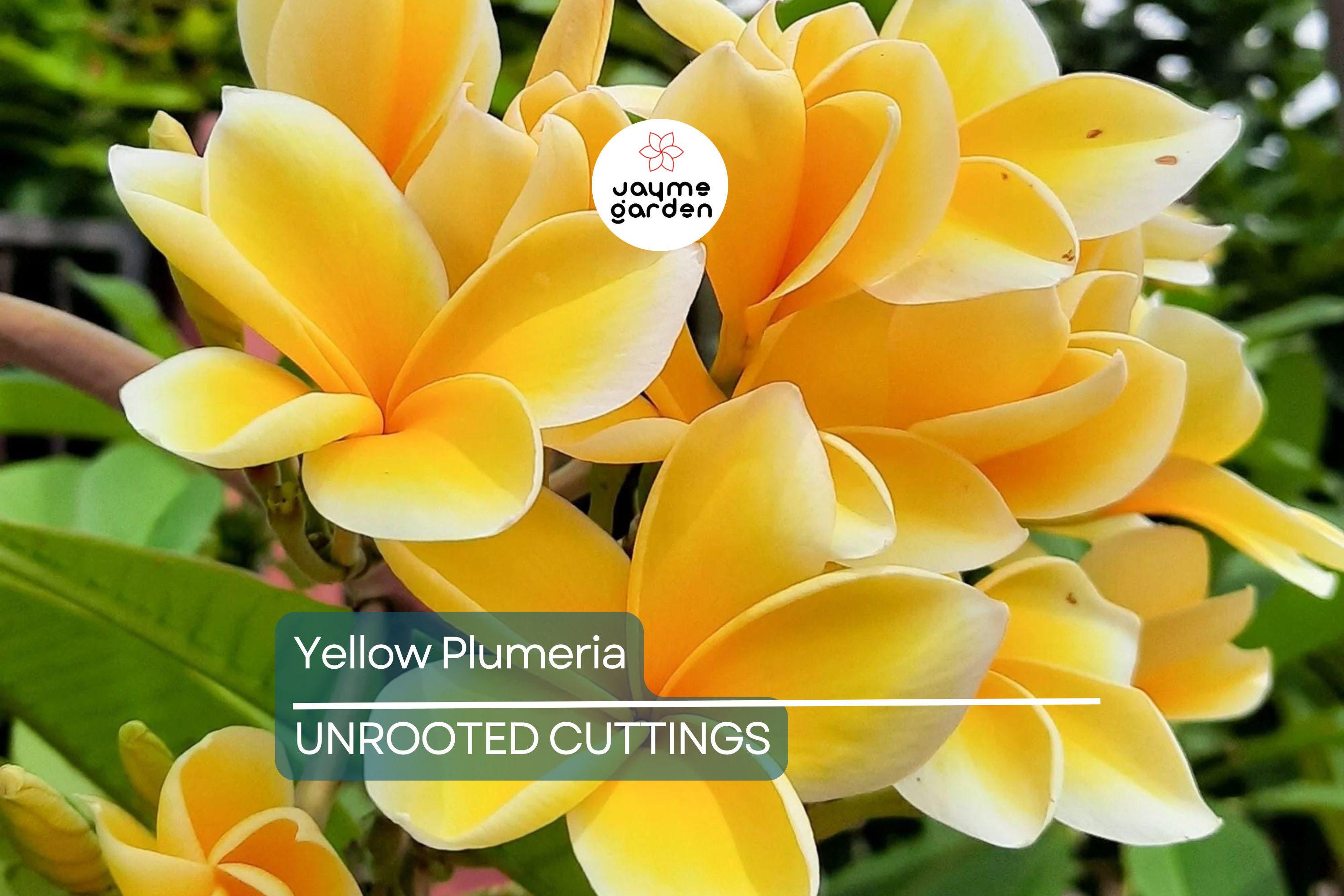 Yellow Plumeria Fresh Starter Cutting 10" Unrooted, Frangipani, Flowering, Tropical Perennial, Medium Sun, Hawaii Grown