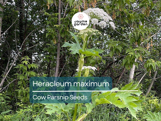75 Seeds Heracleum Maximum | Cow Parsnip for Planting | Native Wildflower | Tall White Blooms | Pollinator-Friendly Perennial for Gardens
