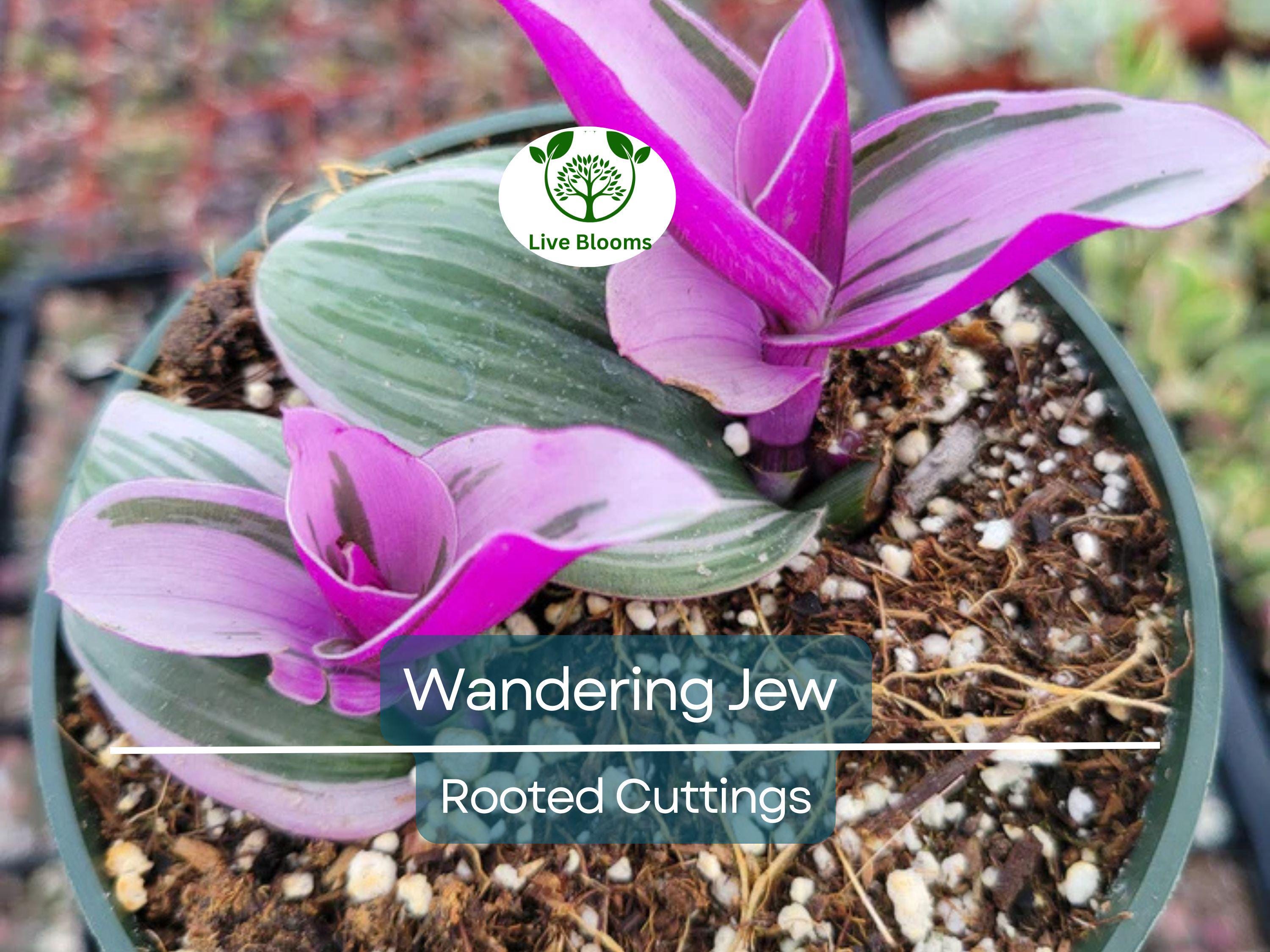 12 Fully Rooted Wandering Jew Cuttings (Tradescantia Zebrina) - Healthy, Guaranteed to Grow, Easy Care Houseplant, Indoor Plant, Fast Growth