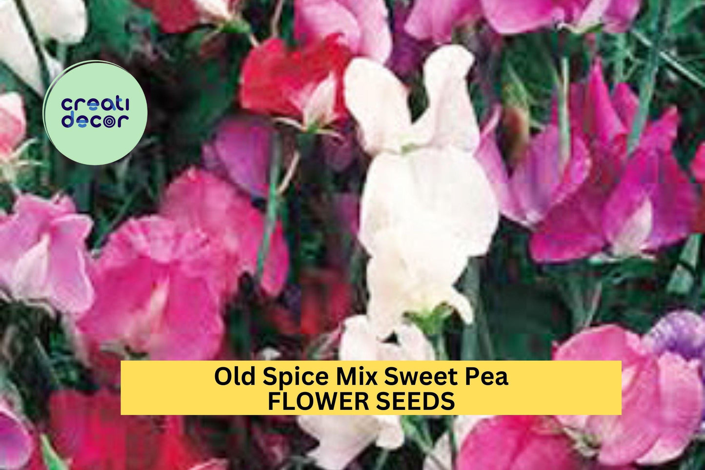 50+ Old Spice Mix Sweet Pea Seeds – Heirloom Fragrant Blooms in Mixed Colors for Garden Planting, Climbing Vines for Trellises – USA