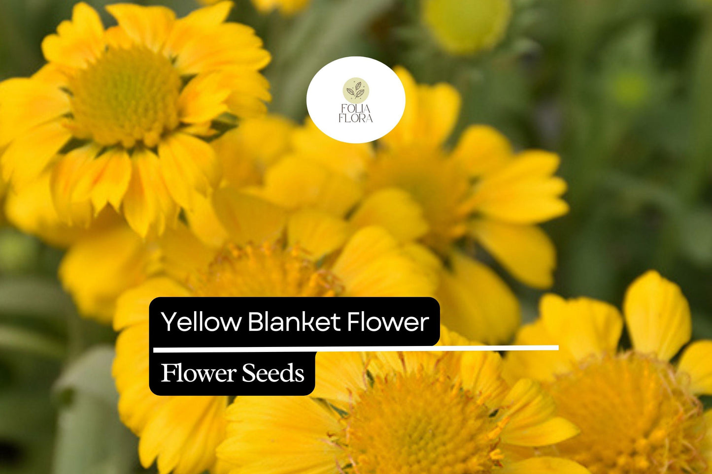 25 Yellow Blanket Flower Seeds – Gaillardia aristata 'Aurea Pura' – Perennial, Drought-Tolerant, Bright Yellow Blooms for Pollinators