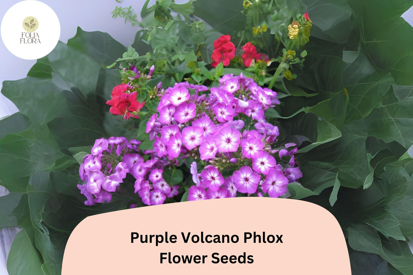 100+ Purple Volcano Phlox Seeds for Planting | Phlox drummondii Annual Flower Seeds | Deep Purple Blooms for Beds & Containers