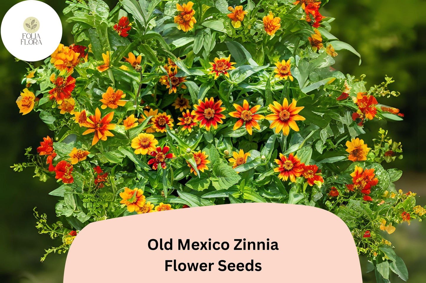 100+ Old Mexico Zinnia Seeds – Rustic Red & Gold Blooms for Garden Beds, Borders and Containers