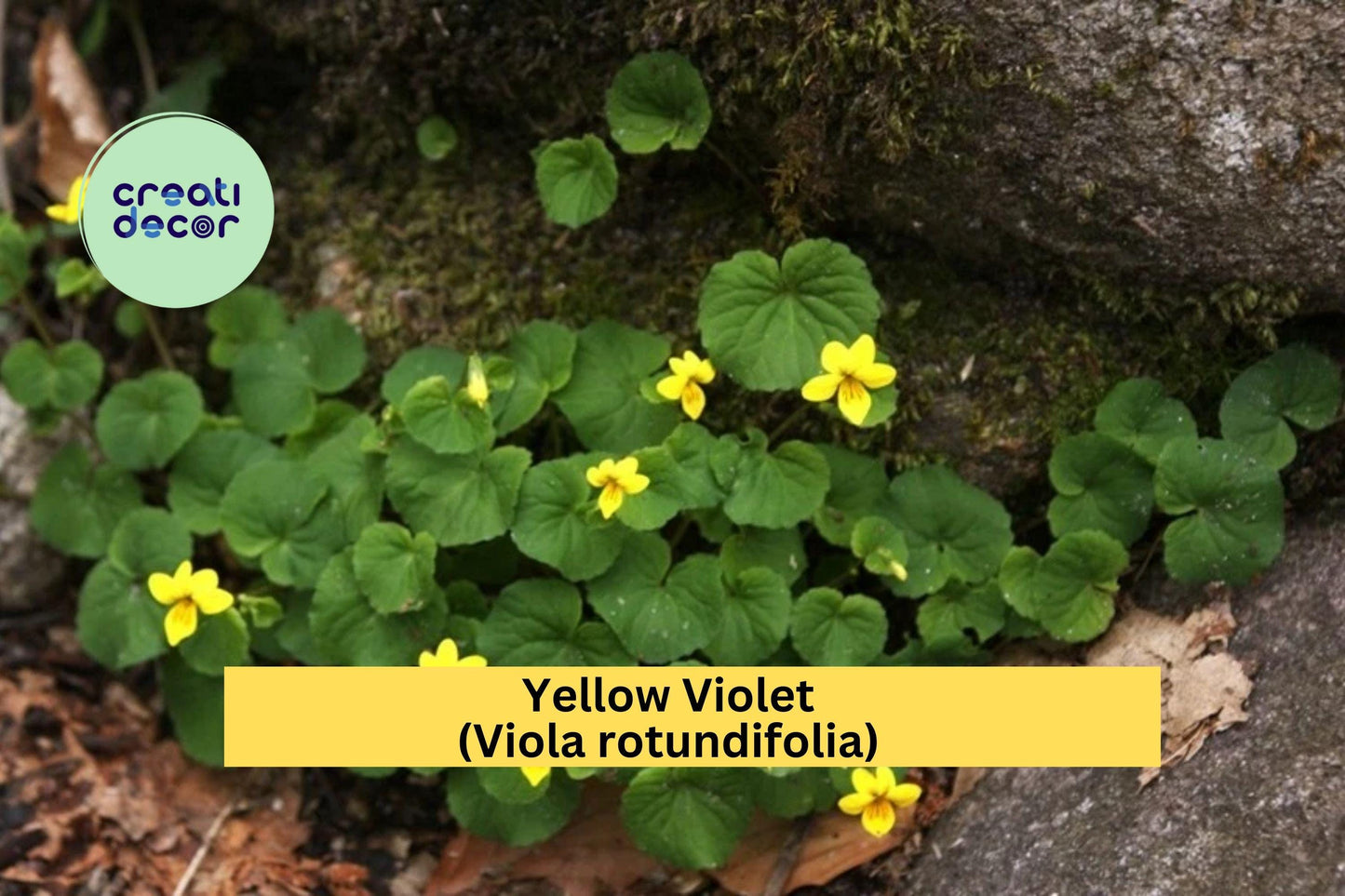 Yellow Violets – Viola rotundifolia Bare Root Plants (5 Qty), Hardy Native Perennial Wildflowers with Cheerful Yellow Spring Blooms