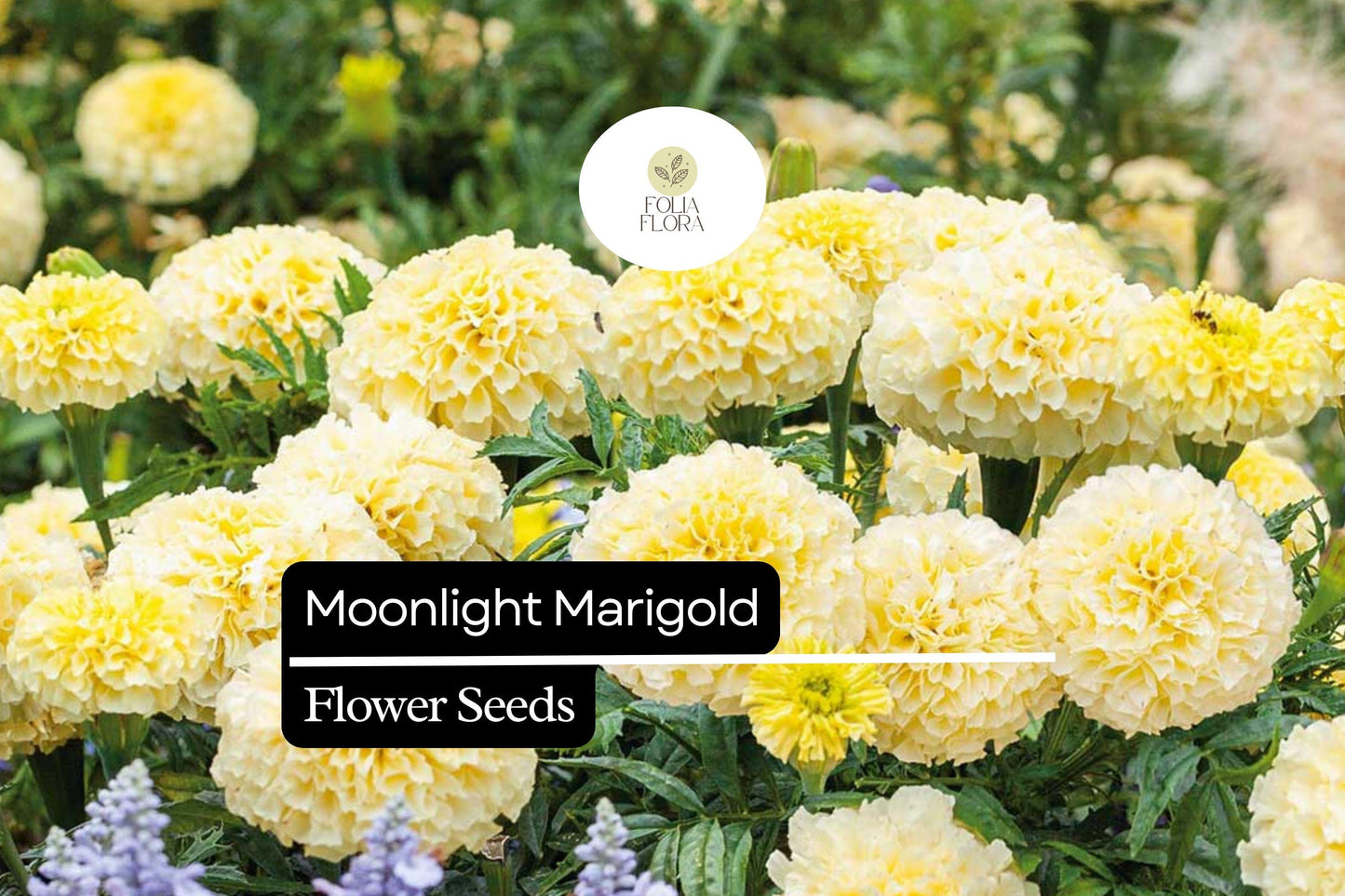 Moonlight Marigold - Tagetes Erecta - Pale Yellow Blooms - Elegant Marigold Variety for Pollinator-Friendly Gardens