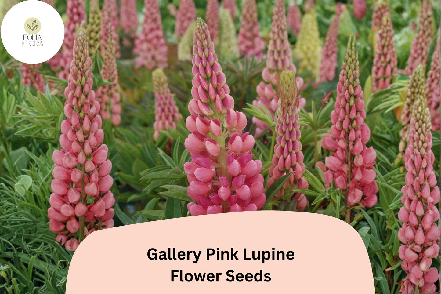 25+ Gallery Pink Lupine Seeds | Lupinus polyphyllus | Compact Perennial Lupine for Cottage & Pollinator Gardens