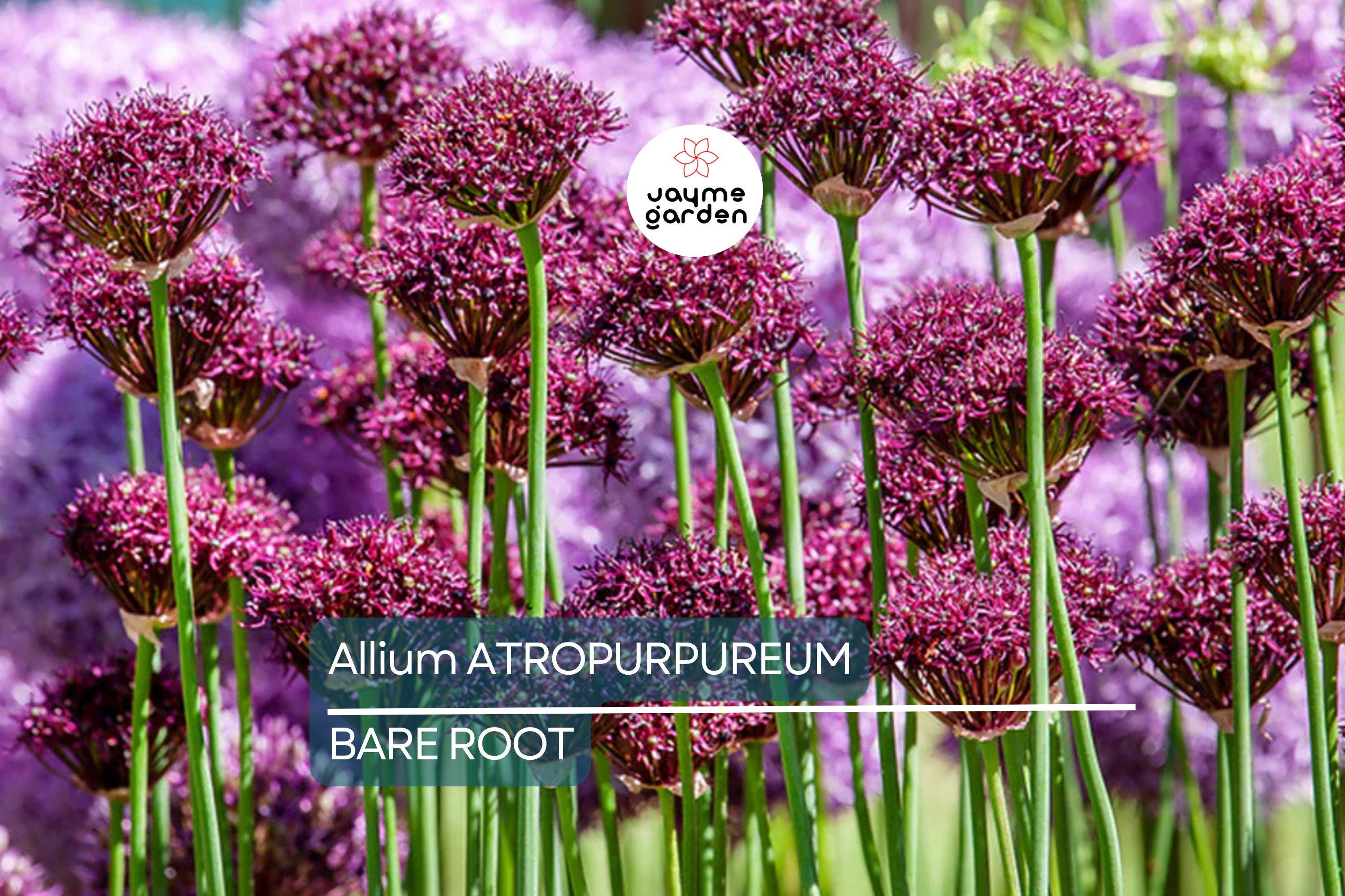 Allium Atropurpureum Bulbs - 6 Dark Purple Garlic Bulbs, Edible & Ornamental, Attracts Pollinators, USDA Zones 4-8