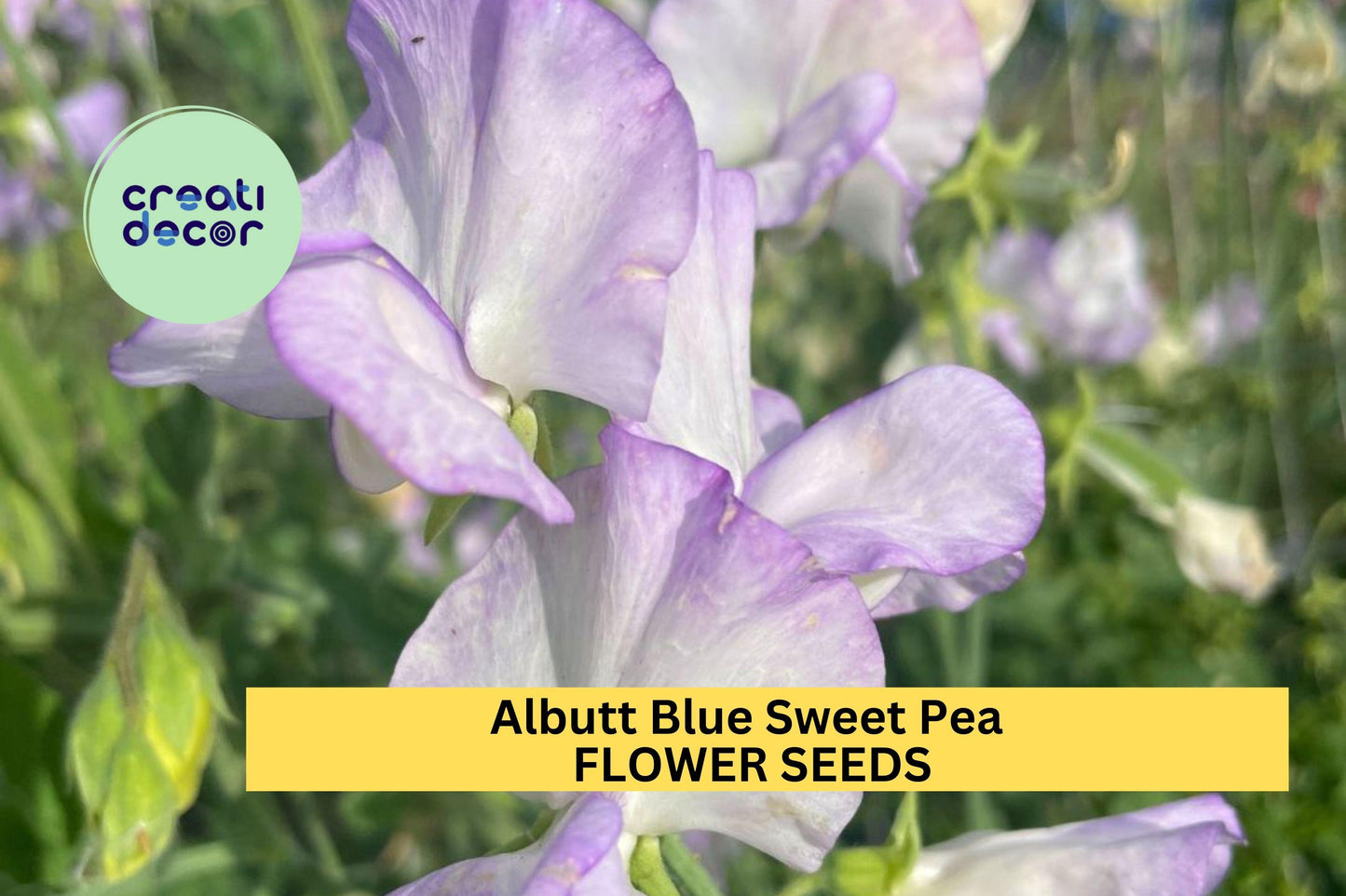 50+ Albutt Blue Sweet Pea Seeds – Cream & Lavender Fragrant Blooms for Garden Planting, Climbing Vines for Trellises – USA